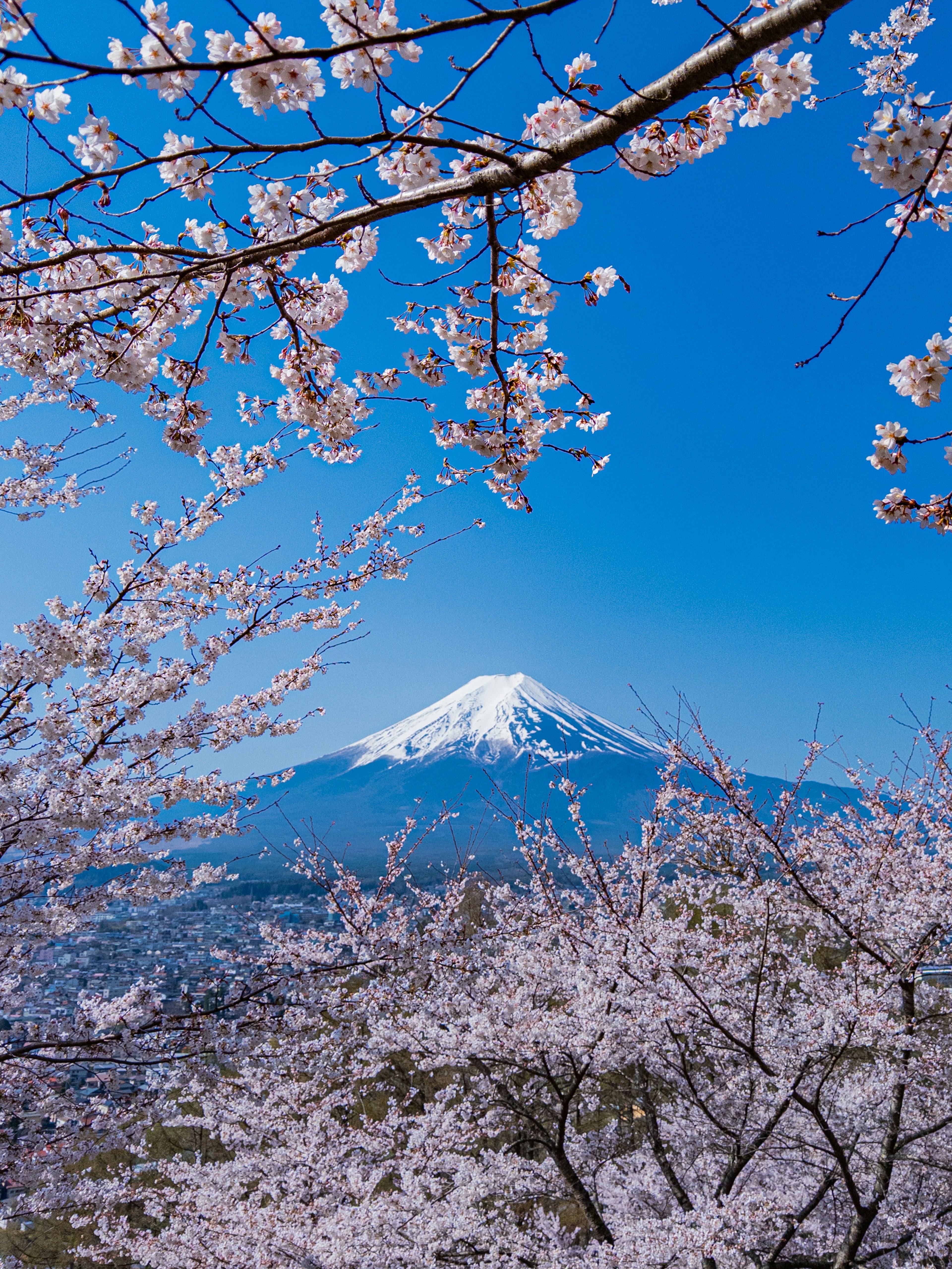 富士山と桜の木が映える美しい風景