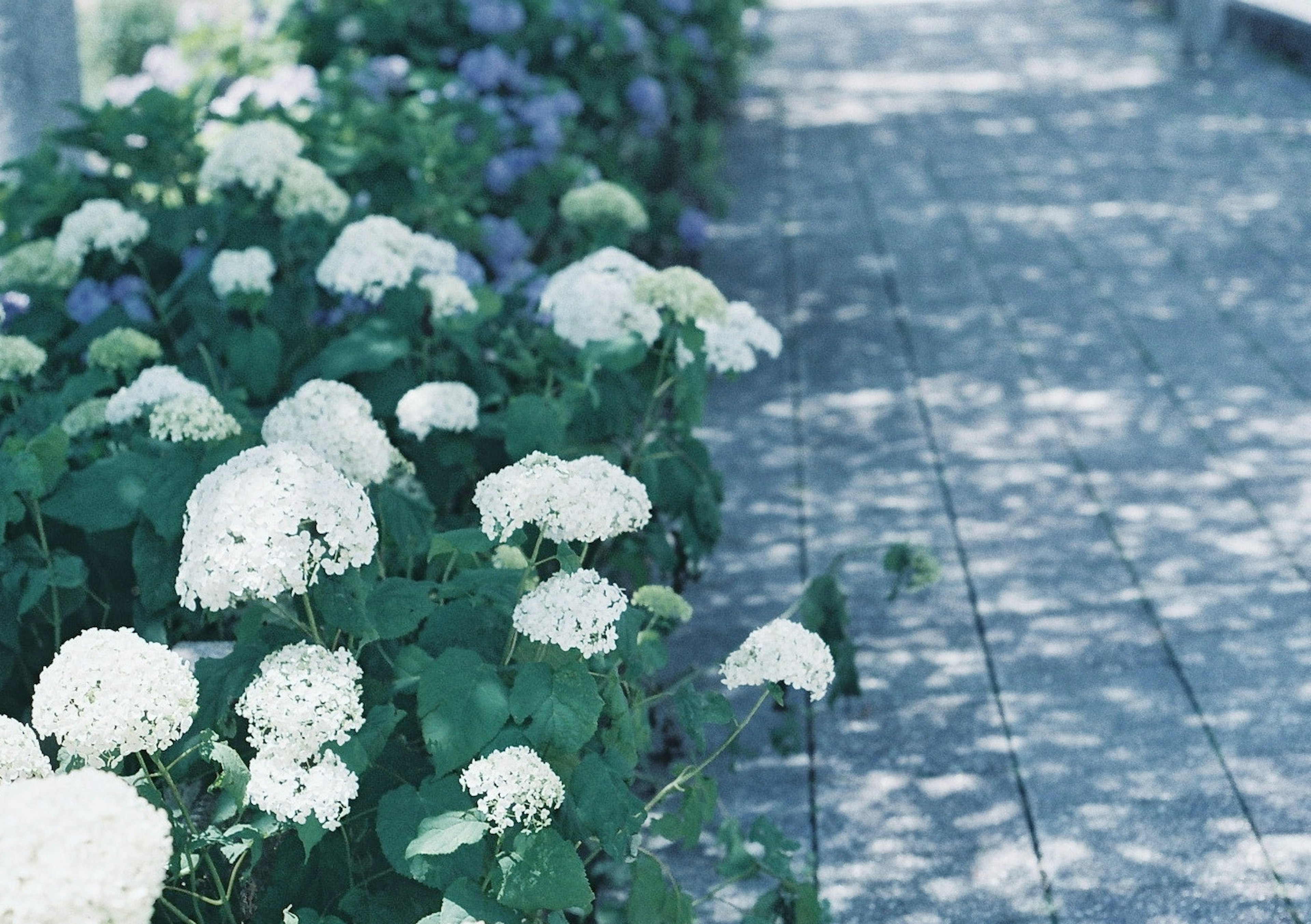 Chemin bordé d'hortensias blancs et de fleurs bleues