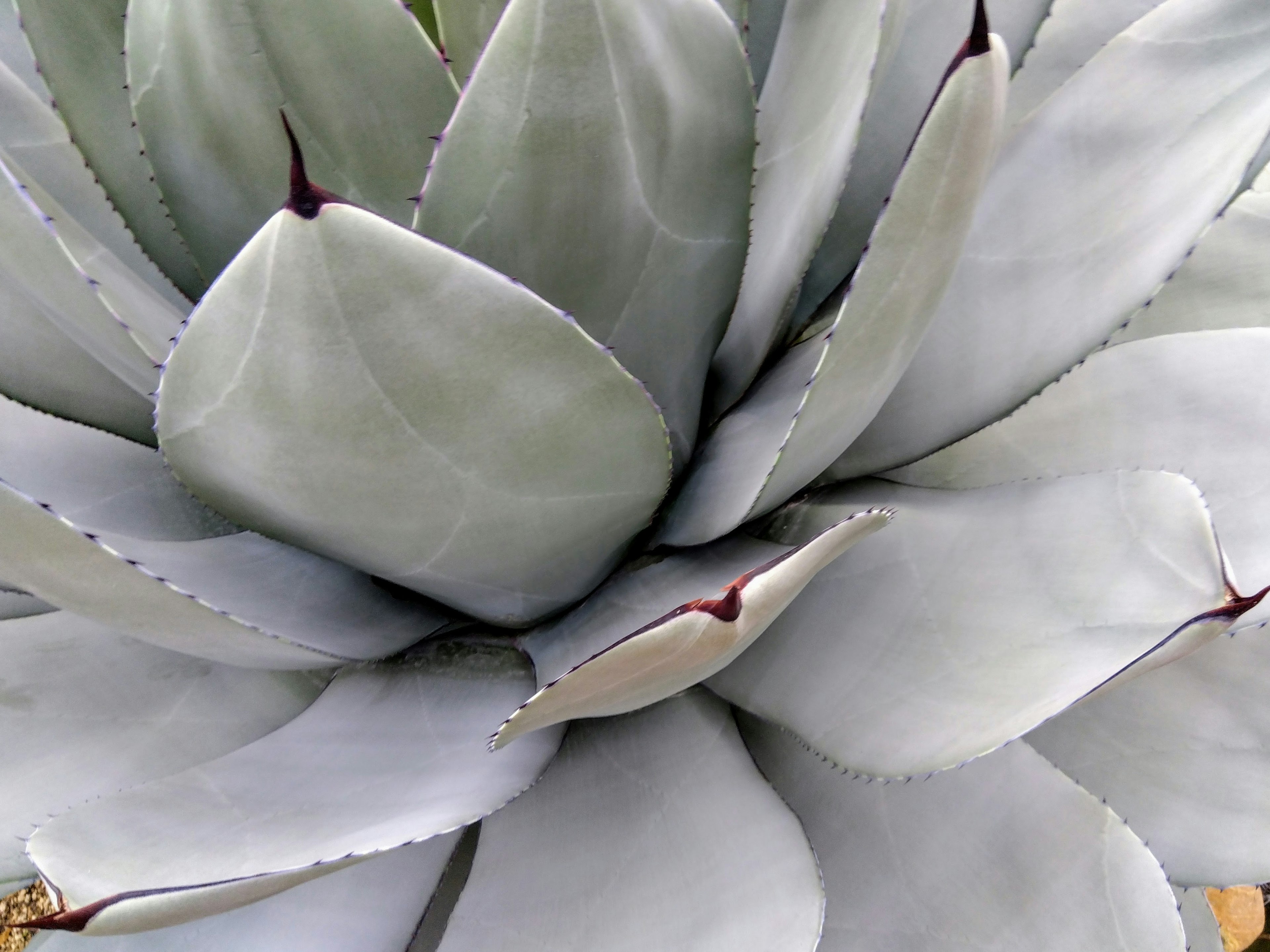 Primo piano delle foglie di agave con una texture liscia