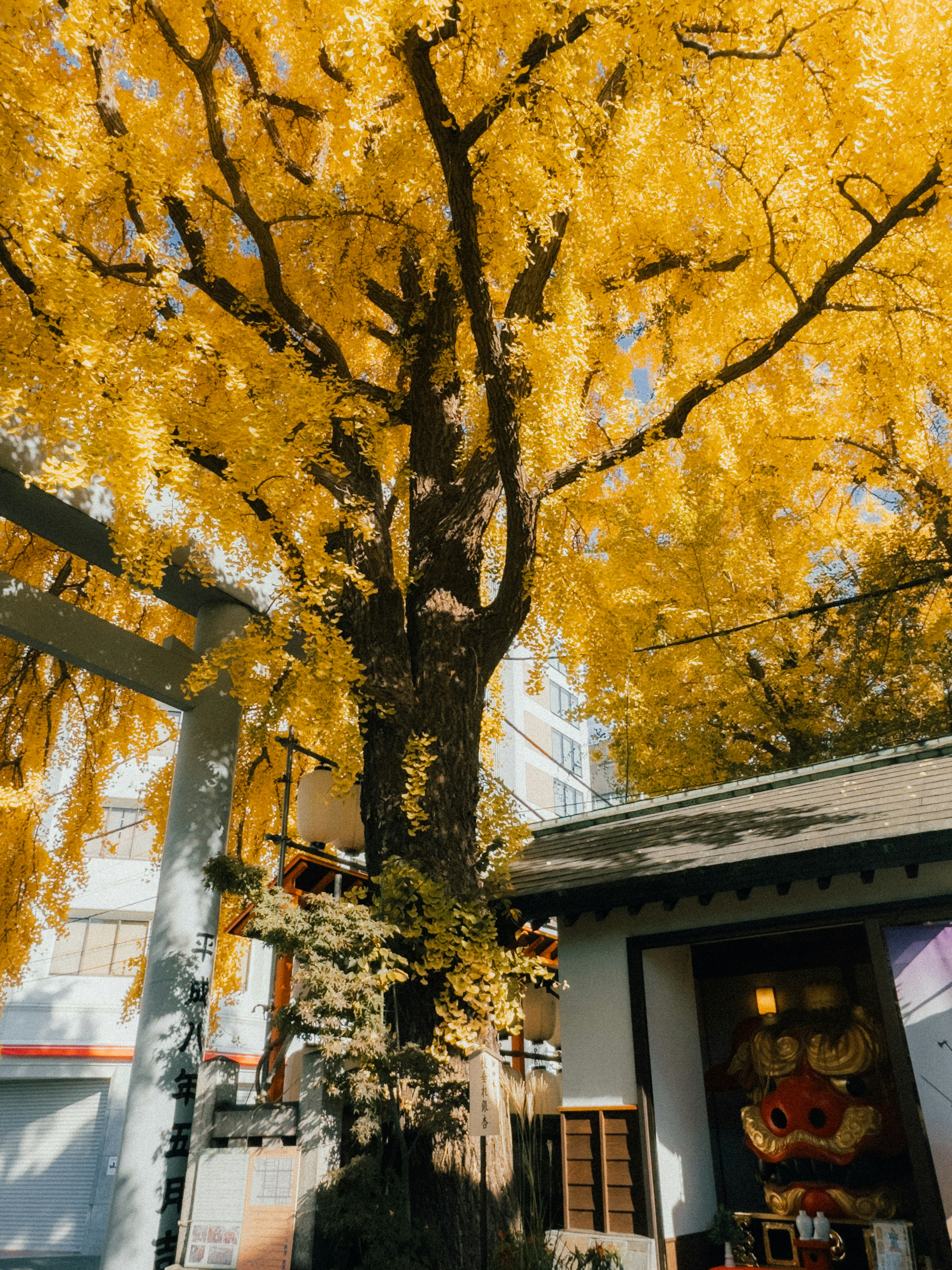 Un gran árbol de ginkgo con hojas doradas al lado de un edificio