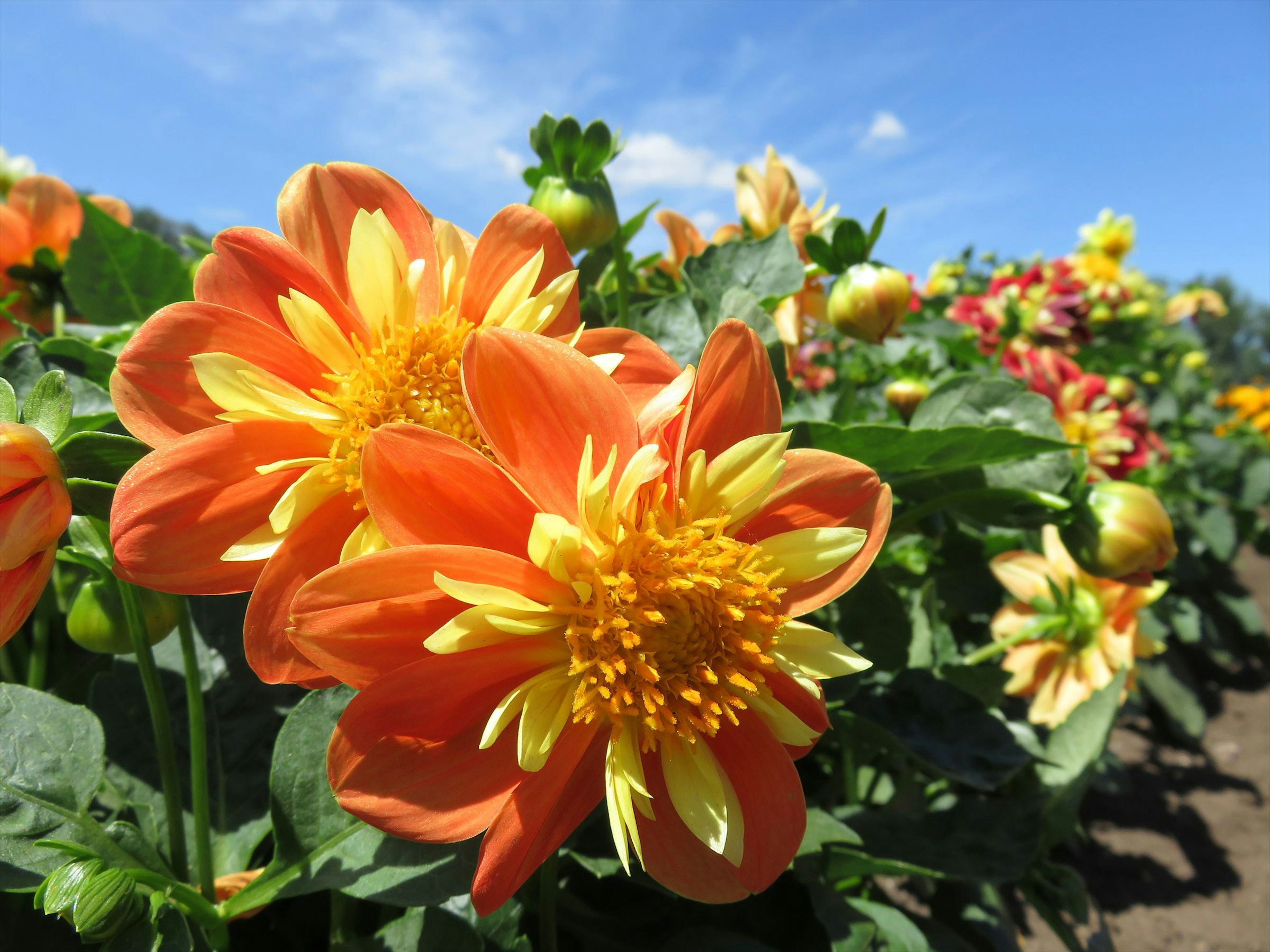 Lebendige orangefarbene Dahlien in voller Blüte vor klarem blauen Himmel