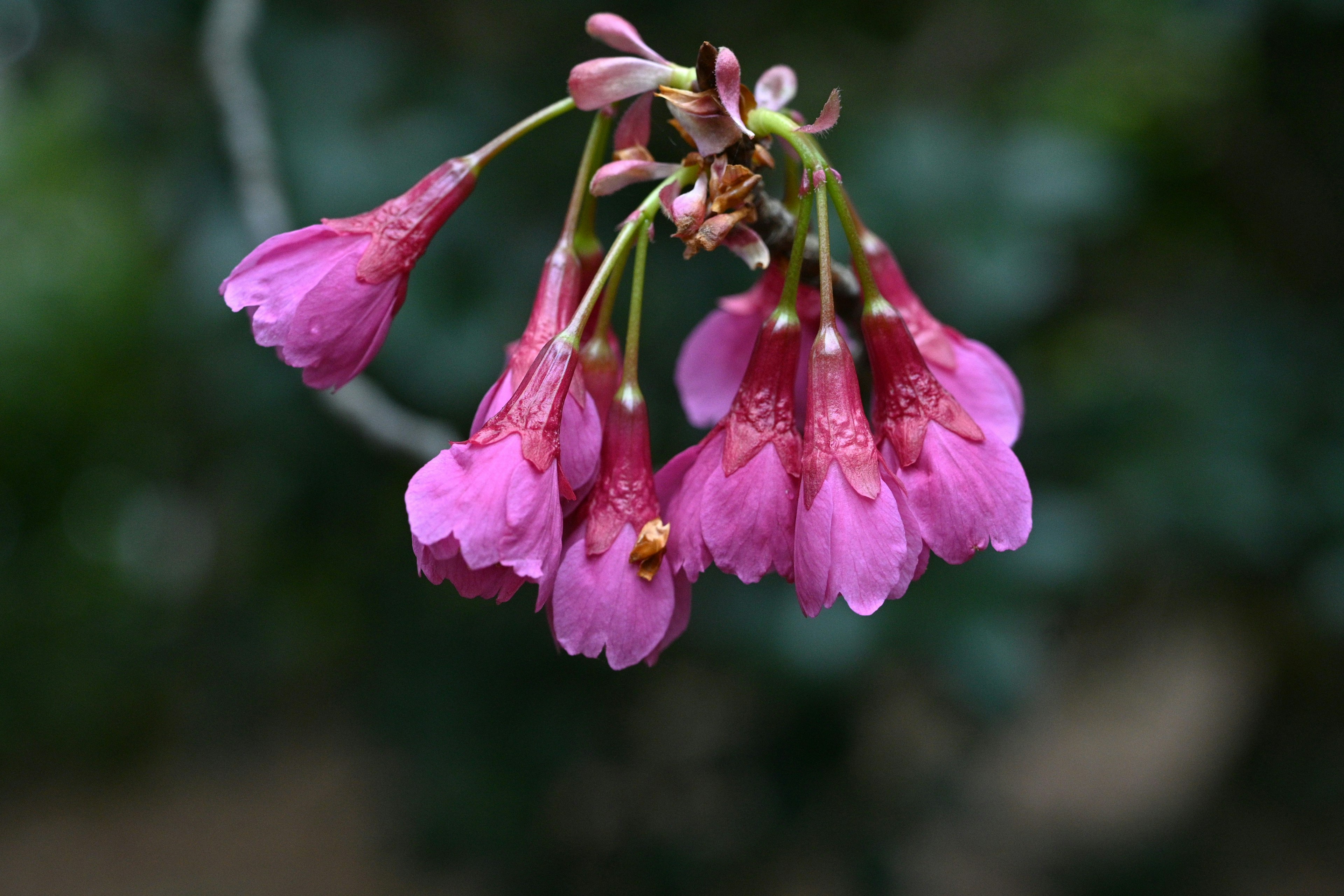 Cluster aus zarten rosa Blumen vor grünem Hintergrund