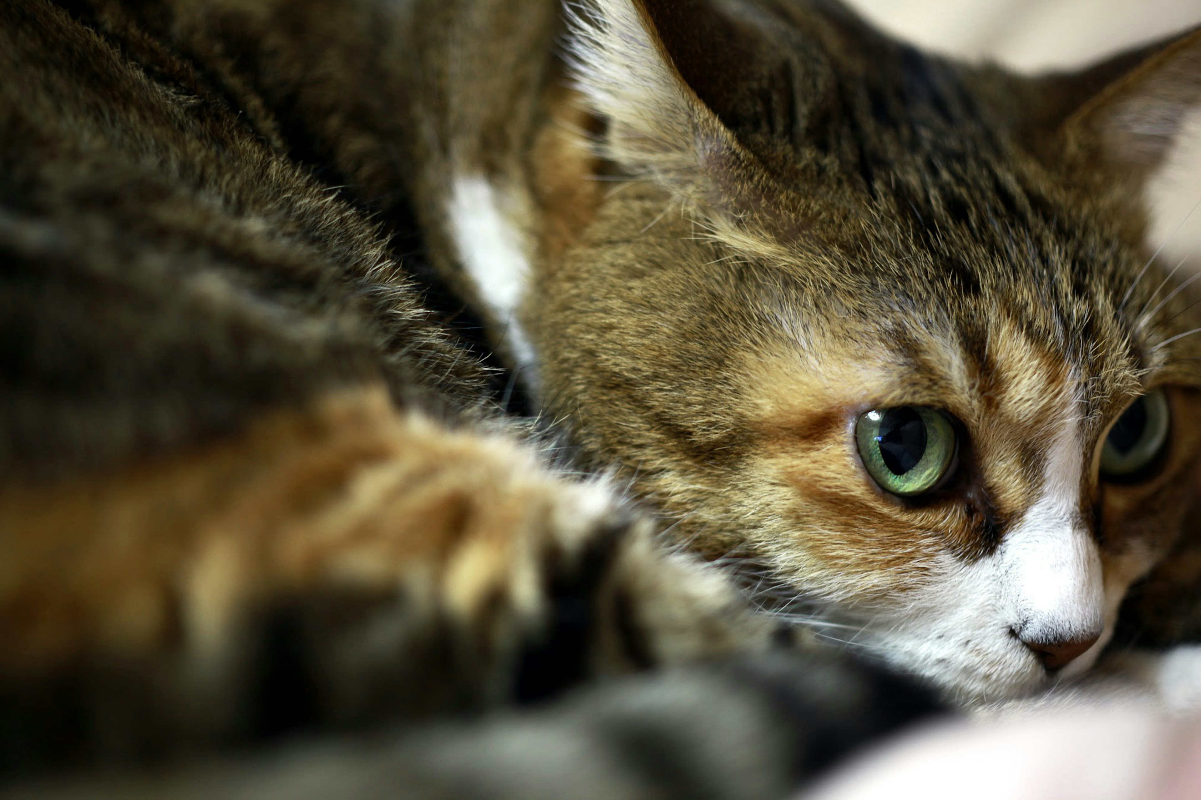 A cat lying down with large green eyes