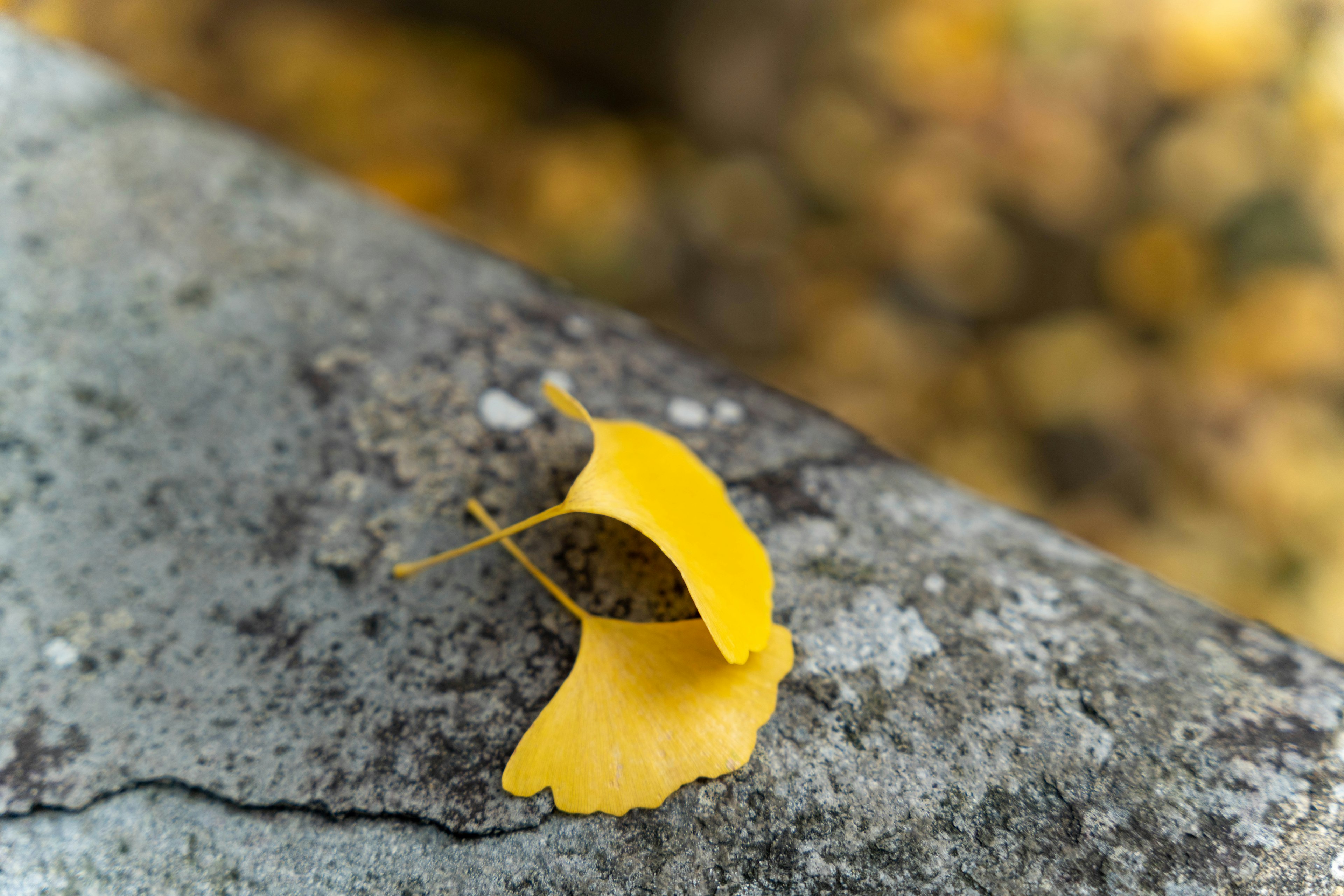 Una foglia di ginkgo gialla appoggiata su una superficie di pietra