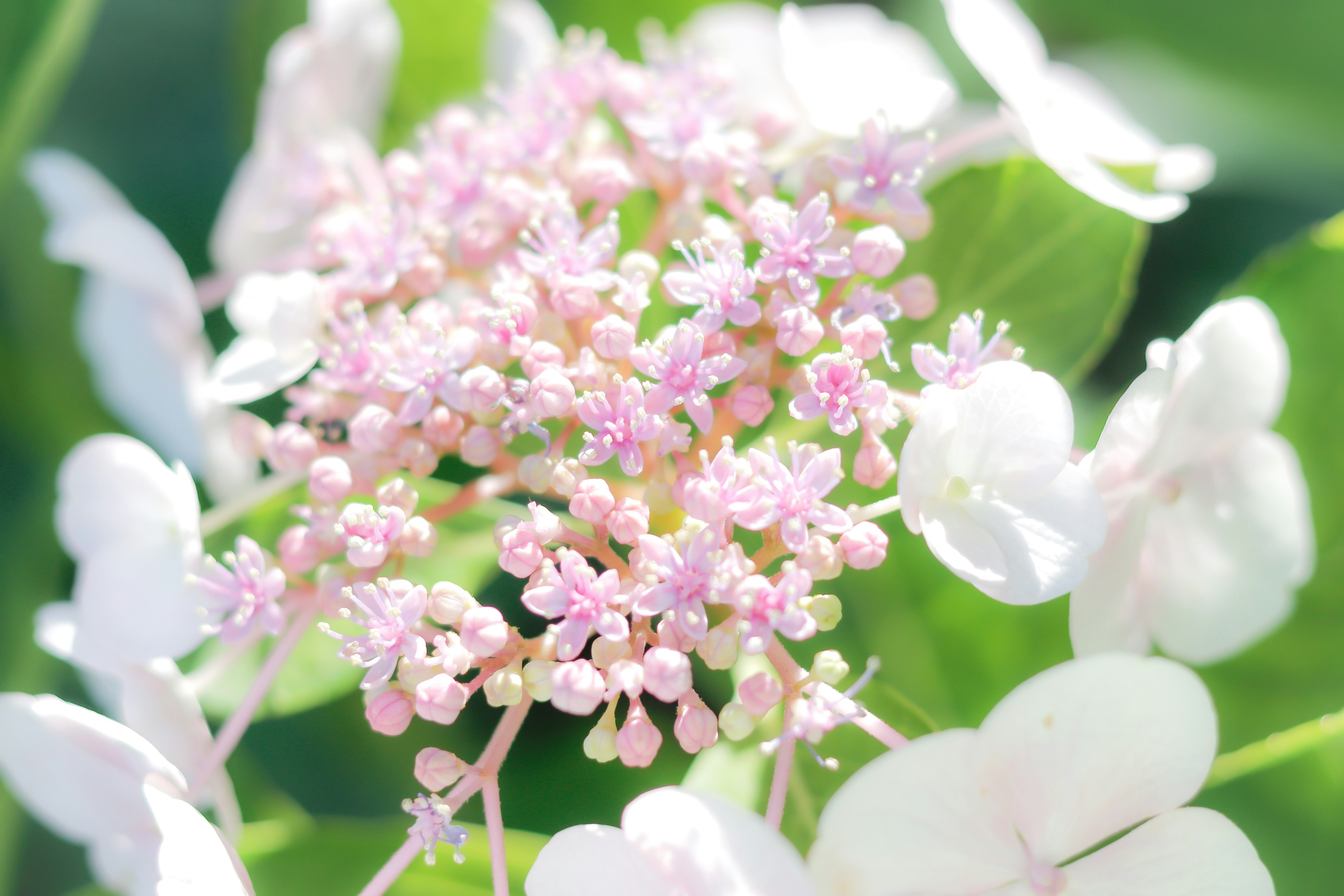 Acercamiento de flores rosas delicadas rodeadas de pétalos blancos en un fondo verde exuberante