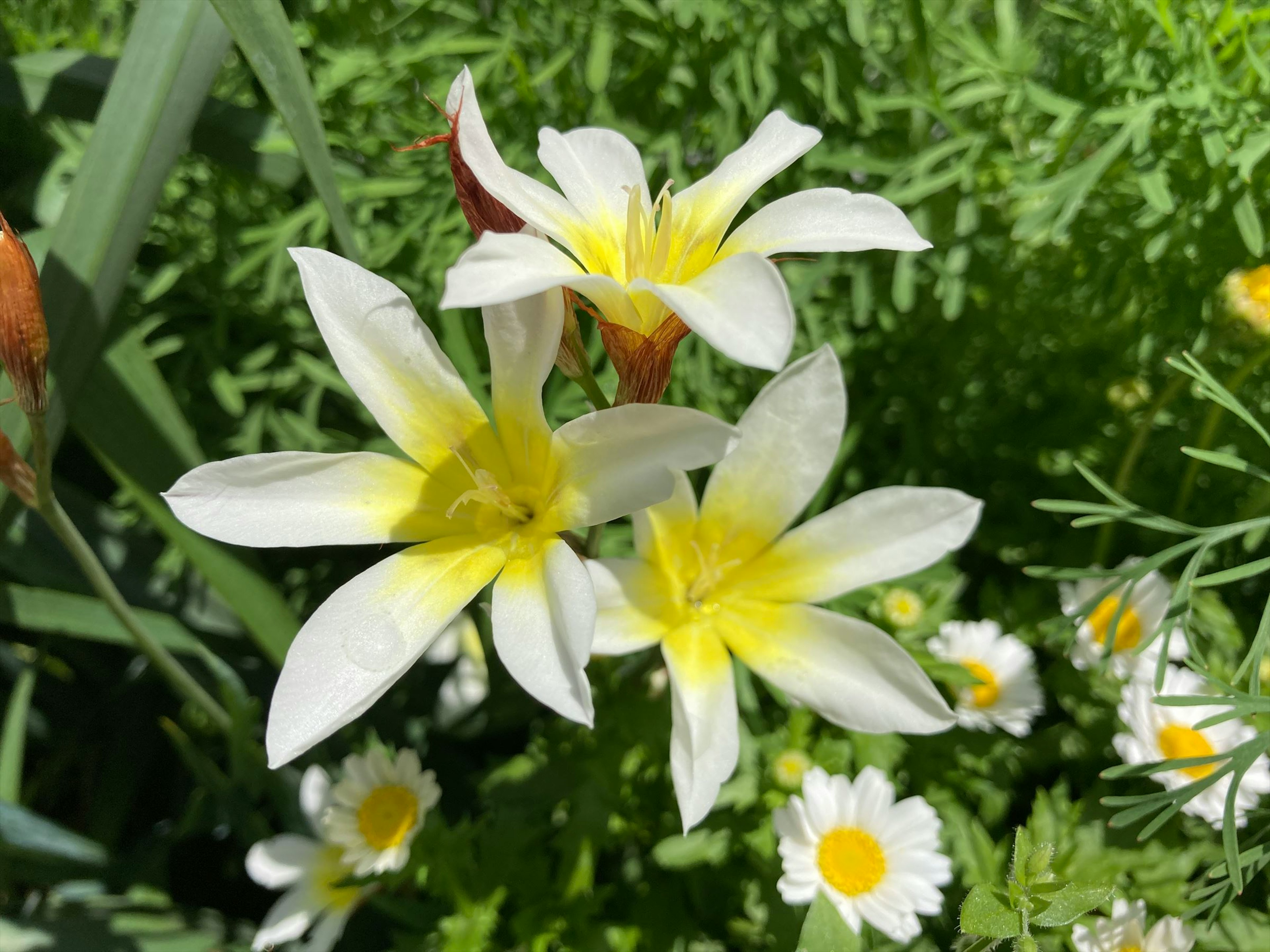 Trois fleurs blanches avec des centres jaunes entourées de feuillage vert et de petites marguerites blanches