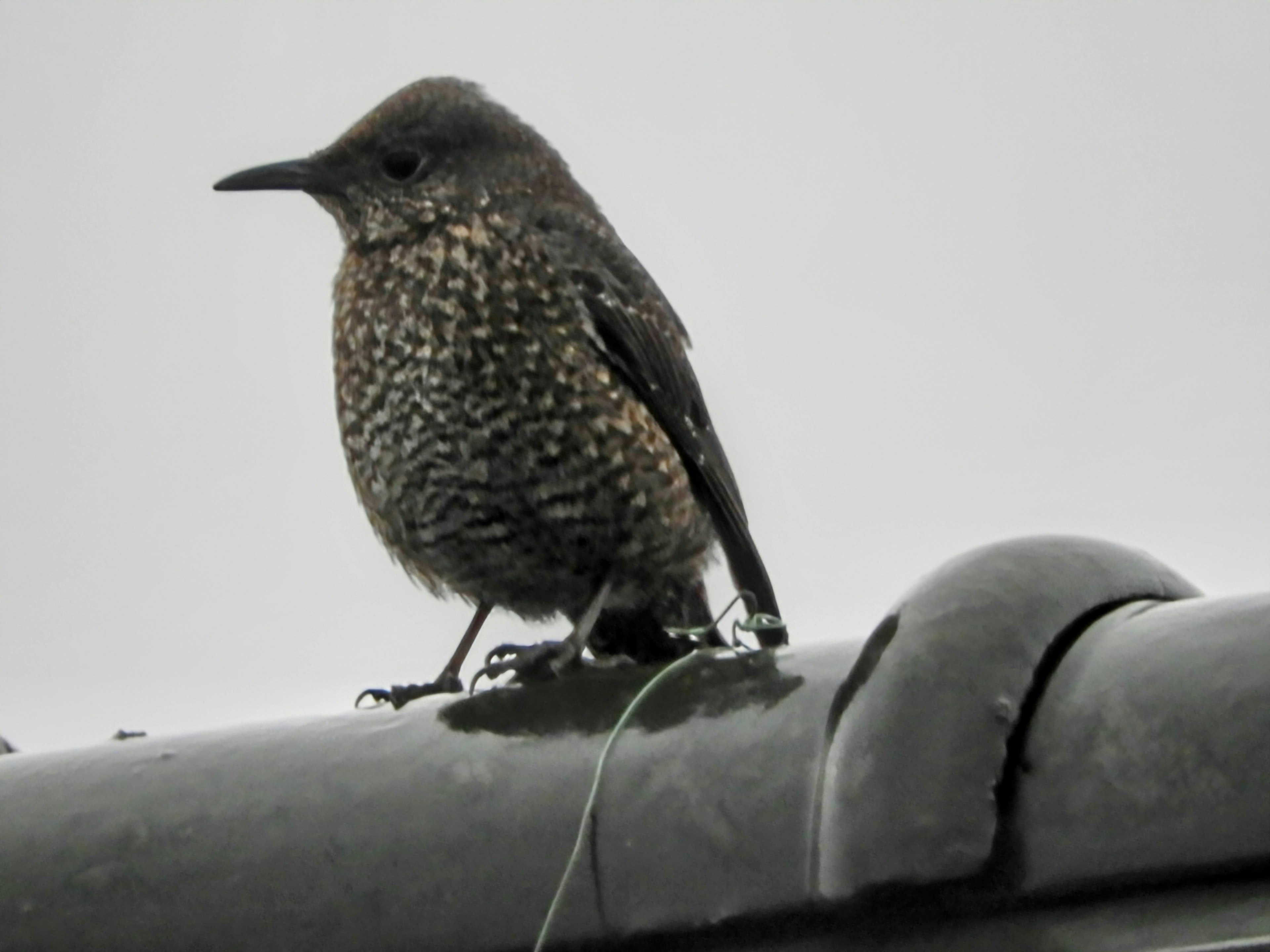 小さな鳥が屋根の上に立っている