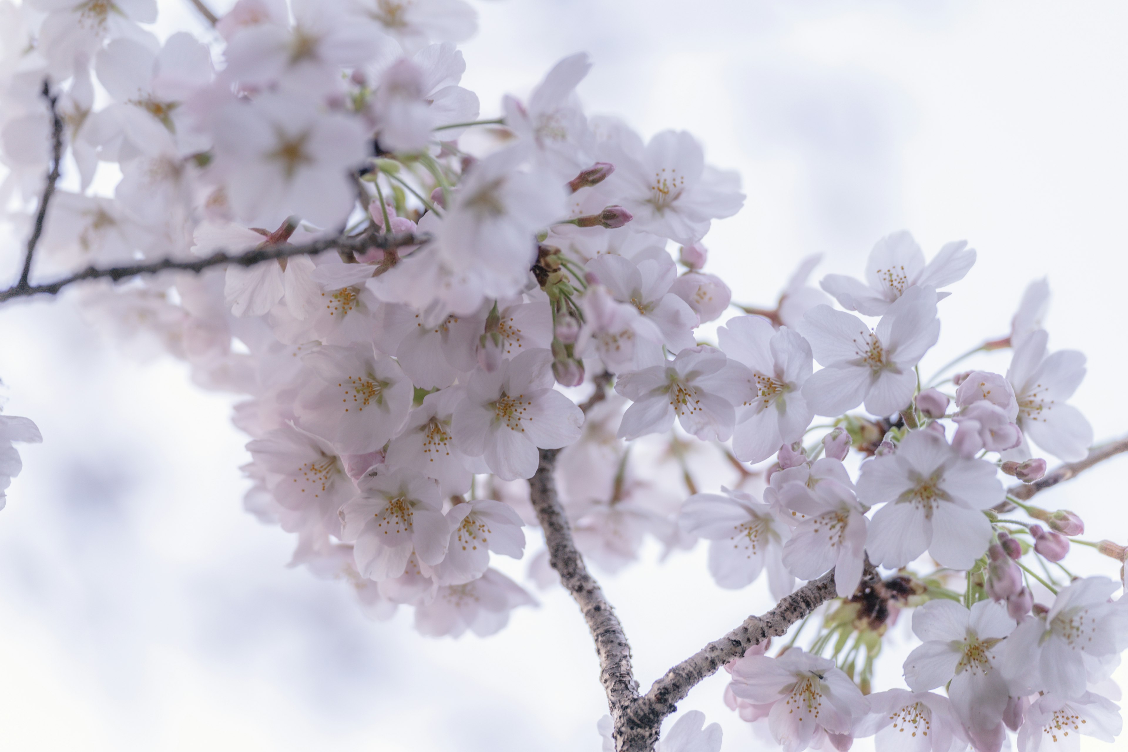 樱花枝条特写，带有淡粉色花朵