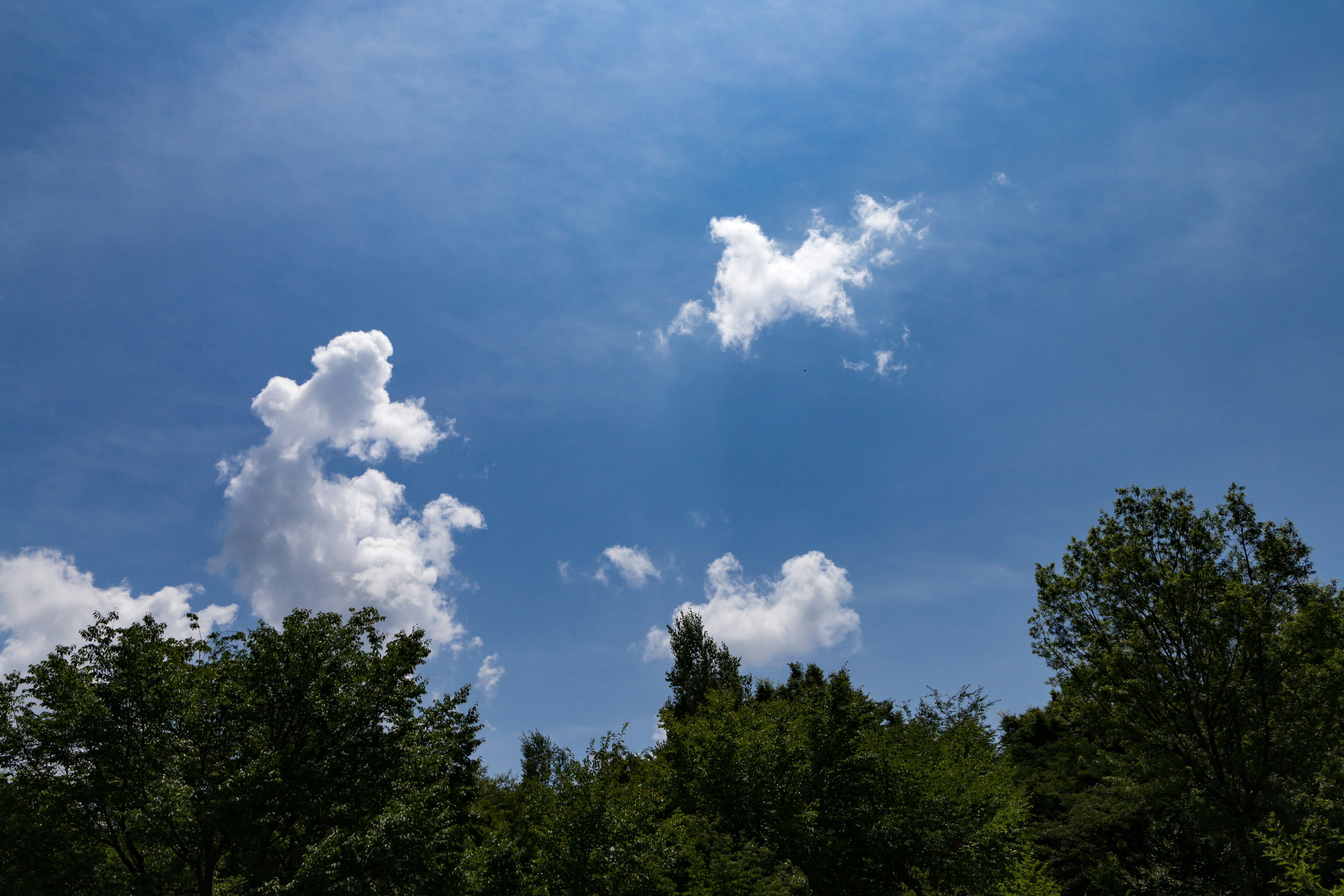 Langit biru dengan awan putih dan pohon hijau