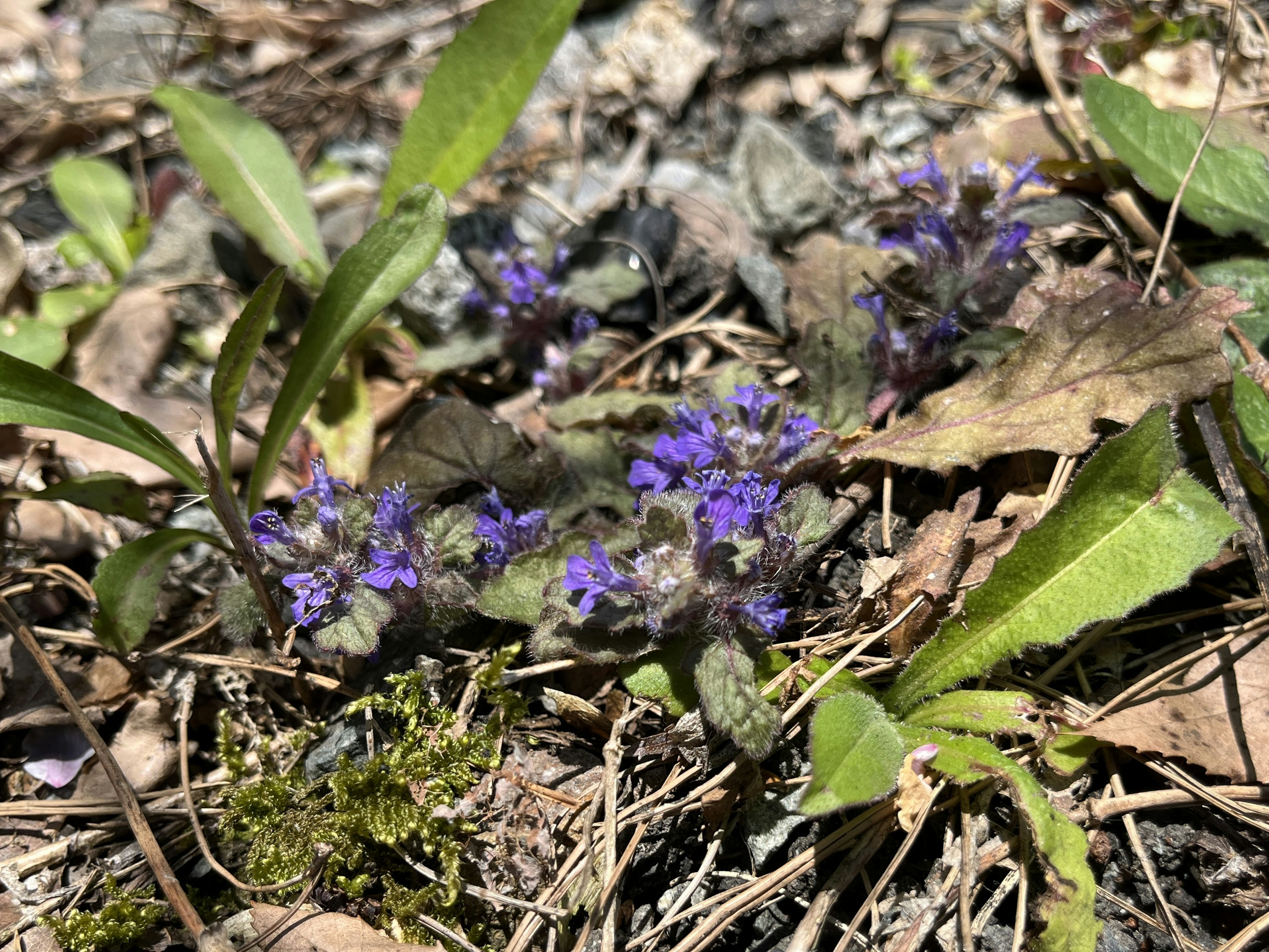 紫色花朵與綠色葉子鋪展在地面上