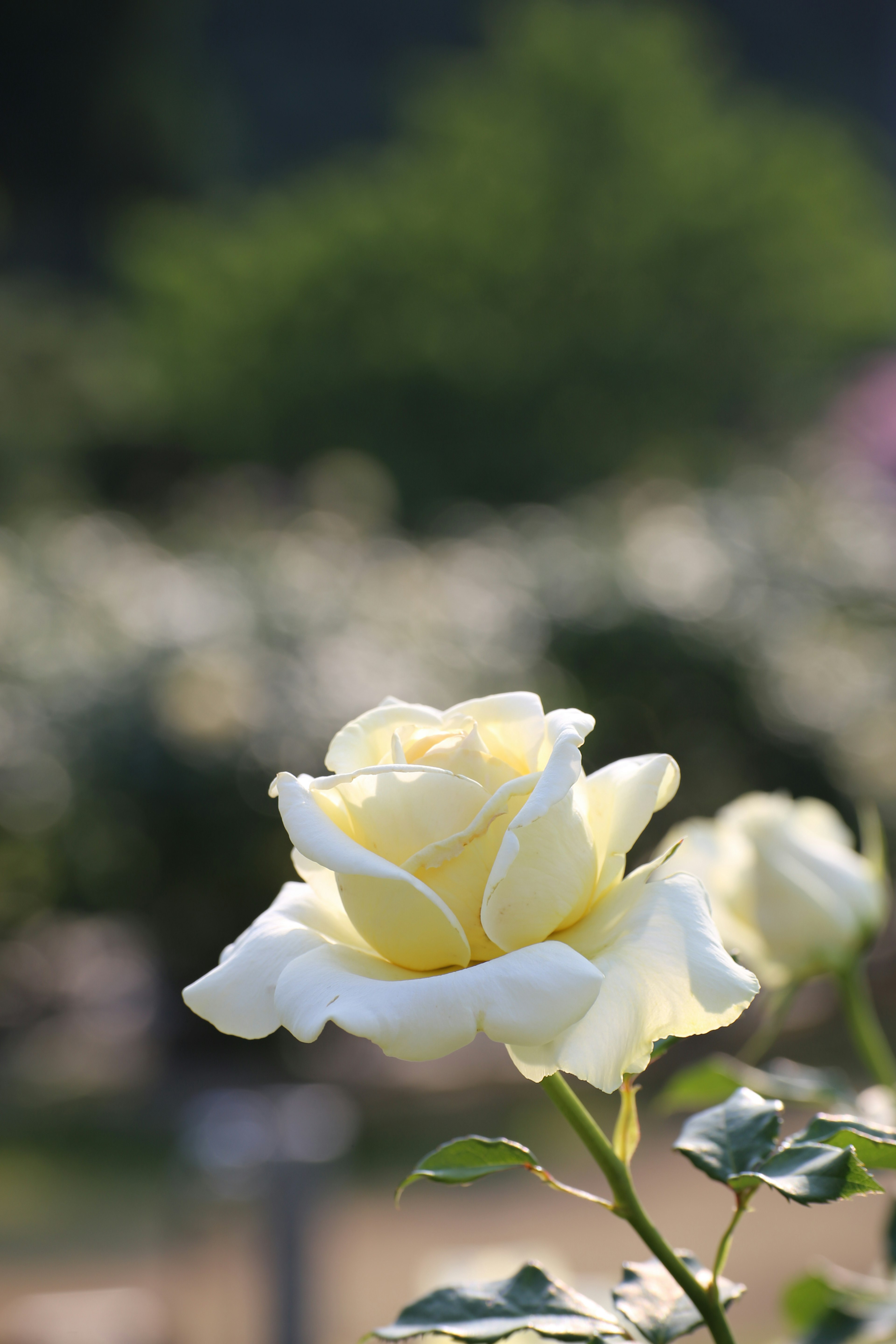 A blooming white rose with a blurred green background