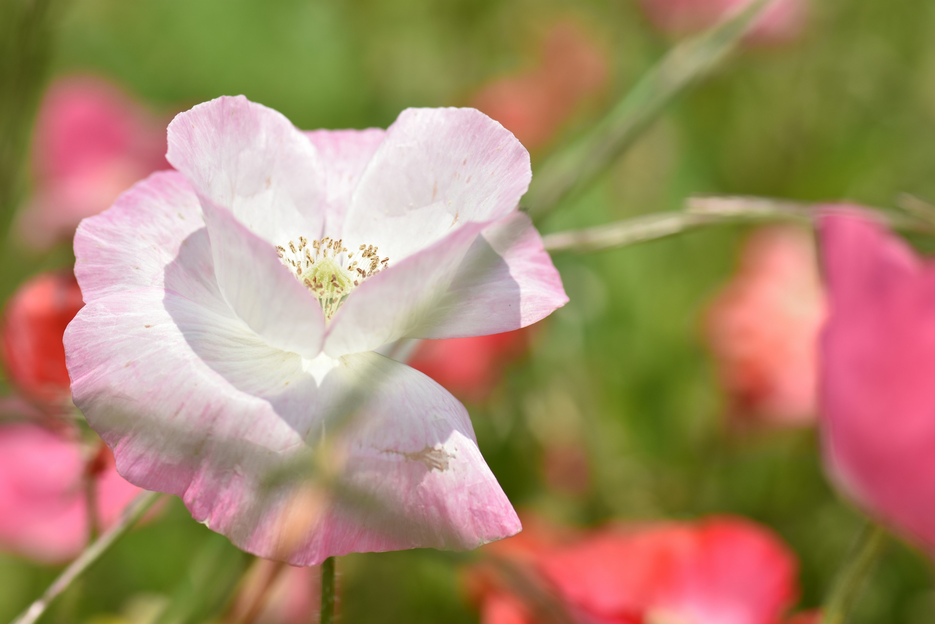 Un fiore rosa delicato con uno sfondo verde