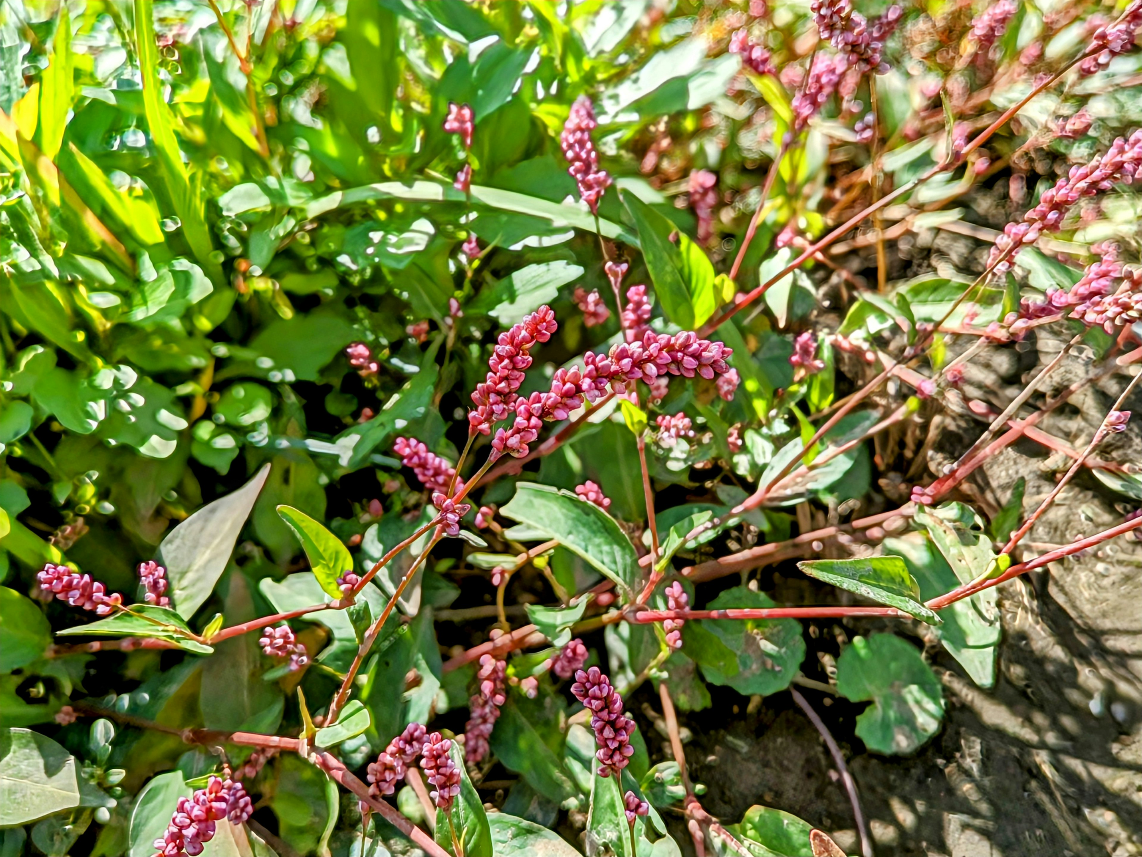 Primer plano de una planta con hojas verdes y pequeñas flores moradas