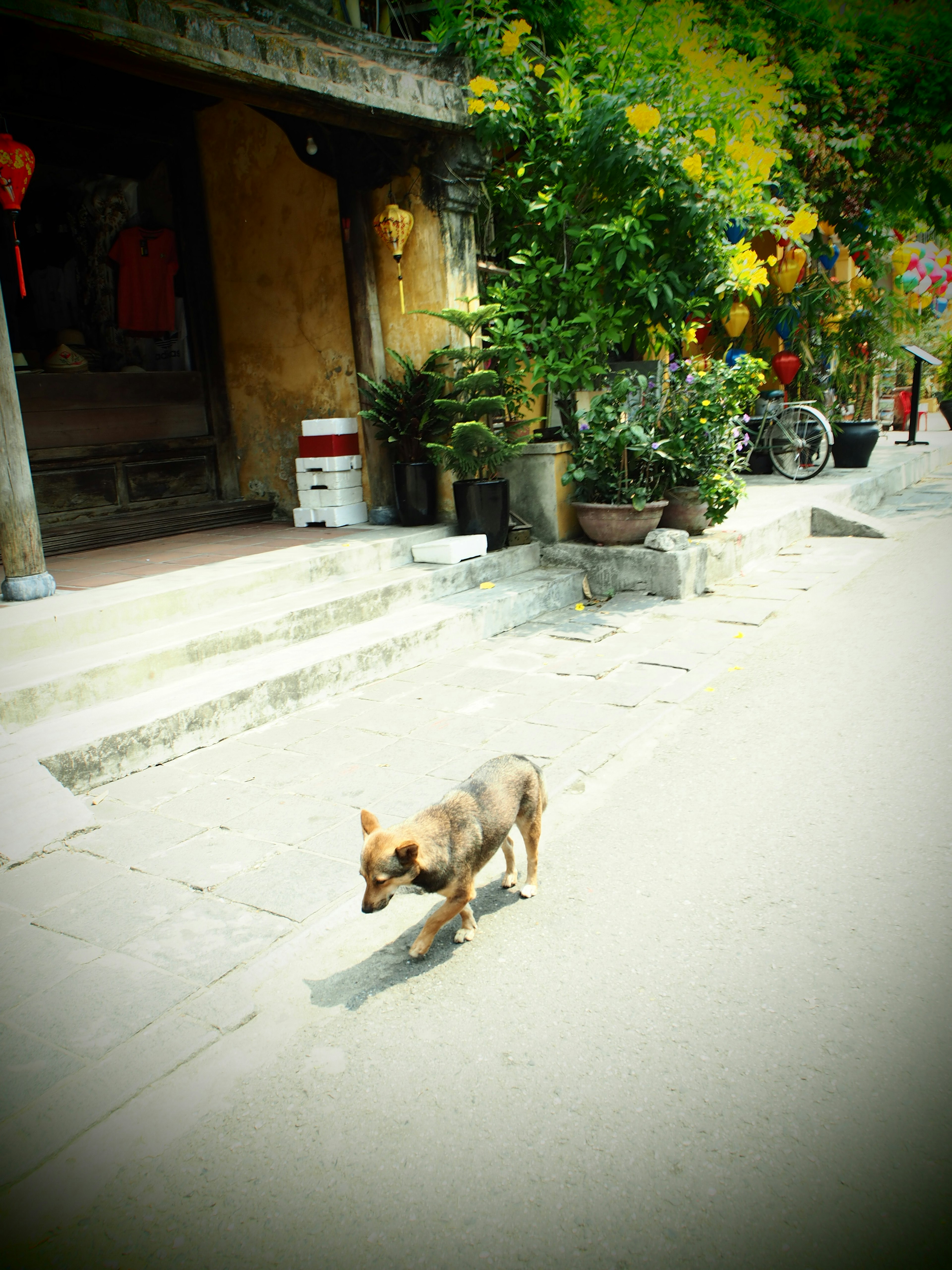 Un chien marchant devant une vieille maison avec des plantes colorées