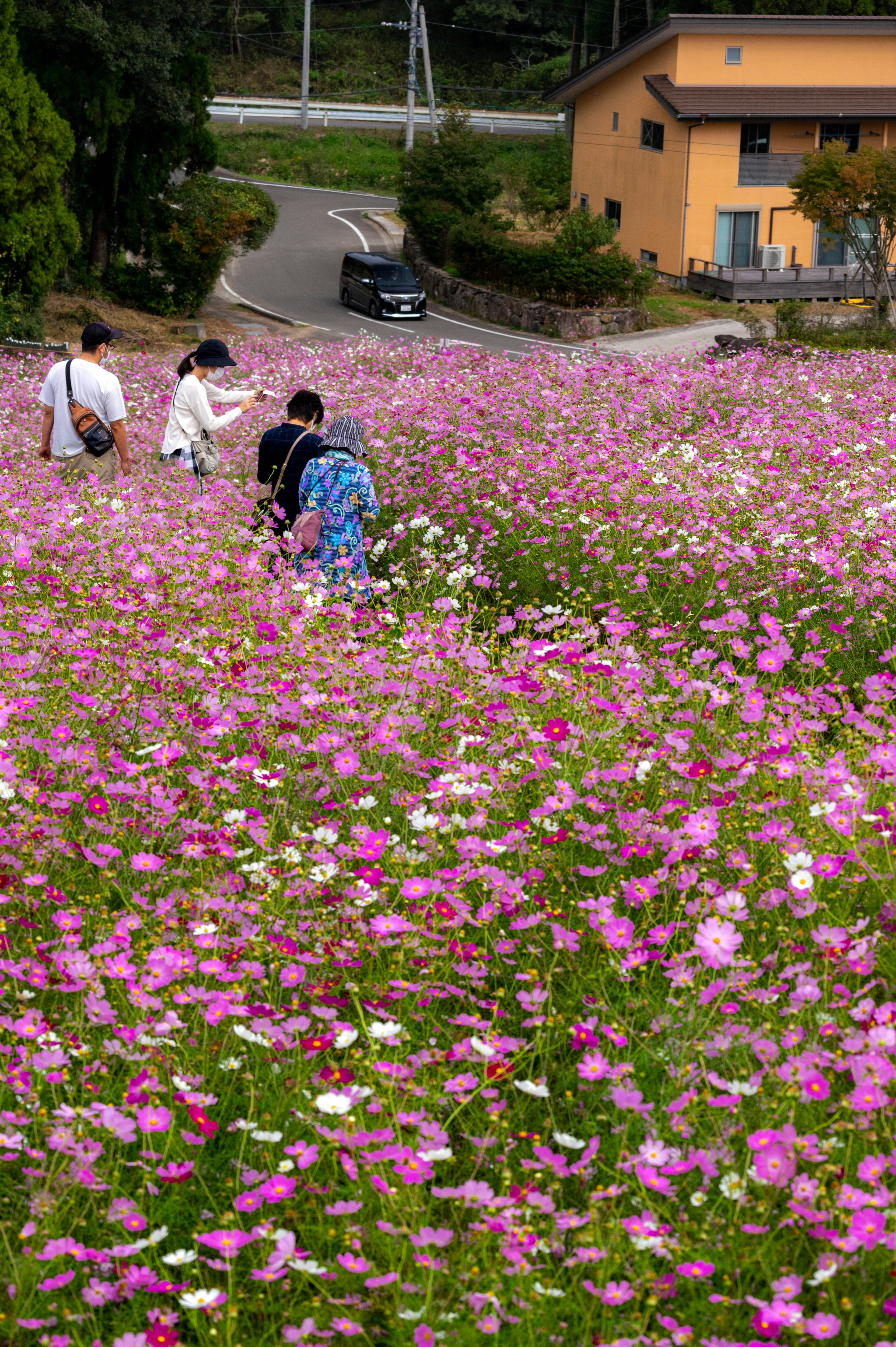 ผู้คนเดินผ่านทุ่งดอกไม้ที่มีสีสันสวยงามพร้อมดอกไม้สีชมพู