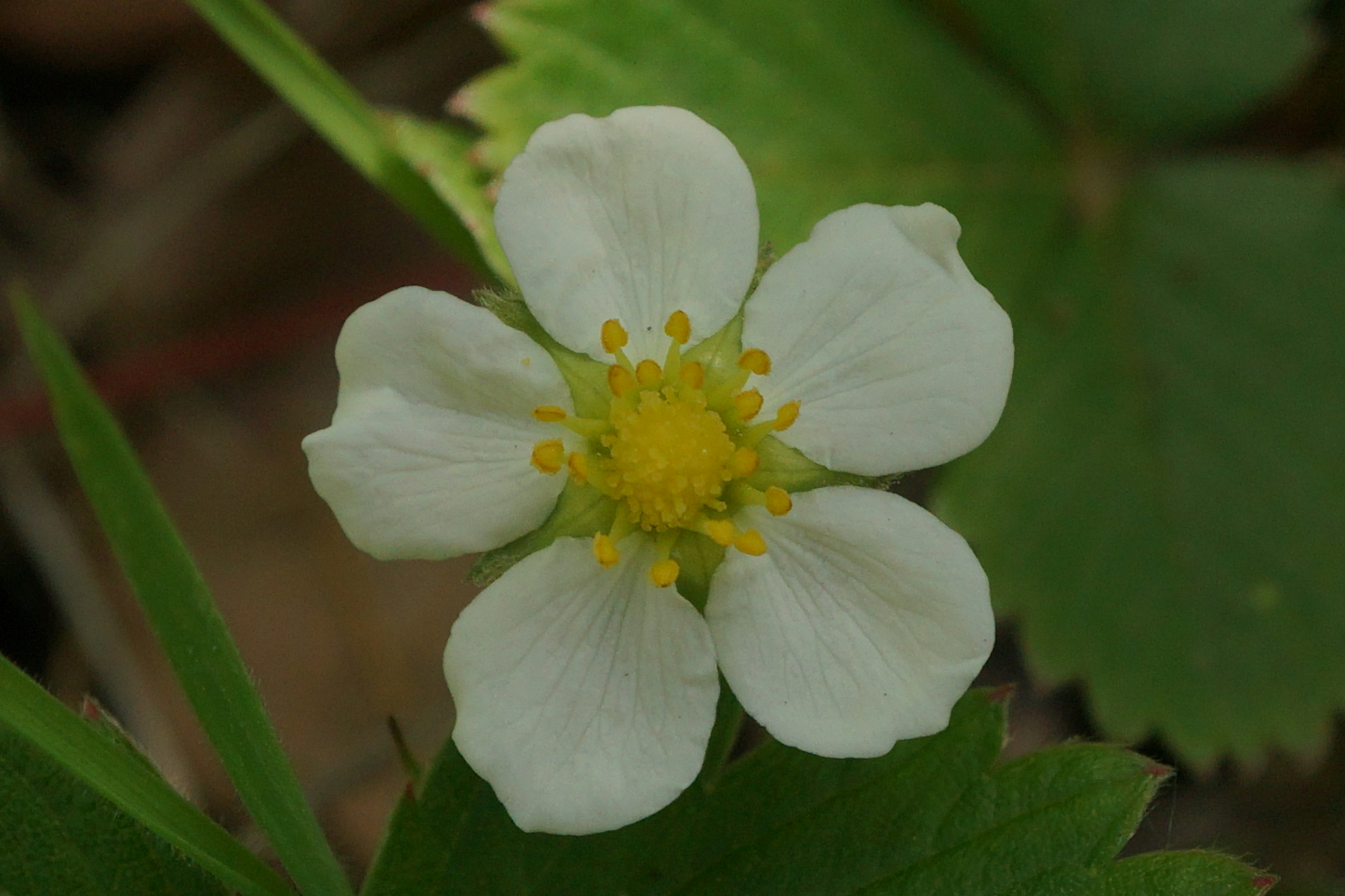 Fleur de fraise blanche avec des détails au centre jaune