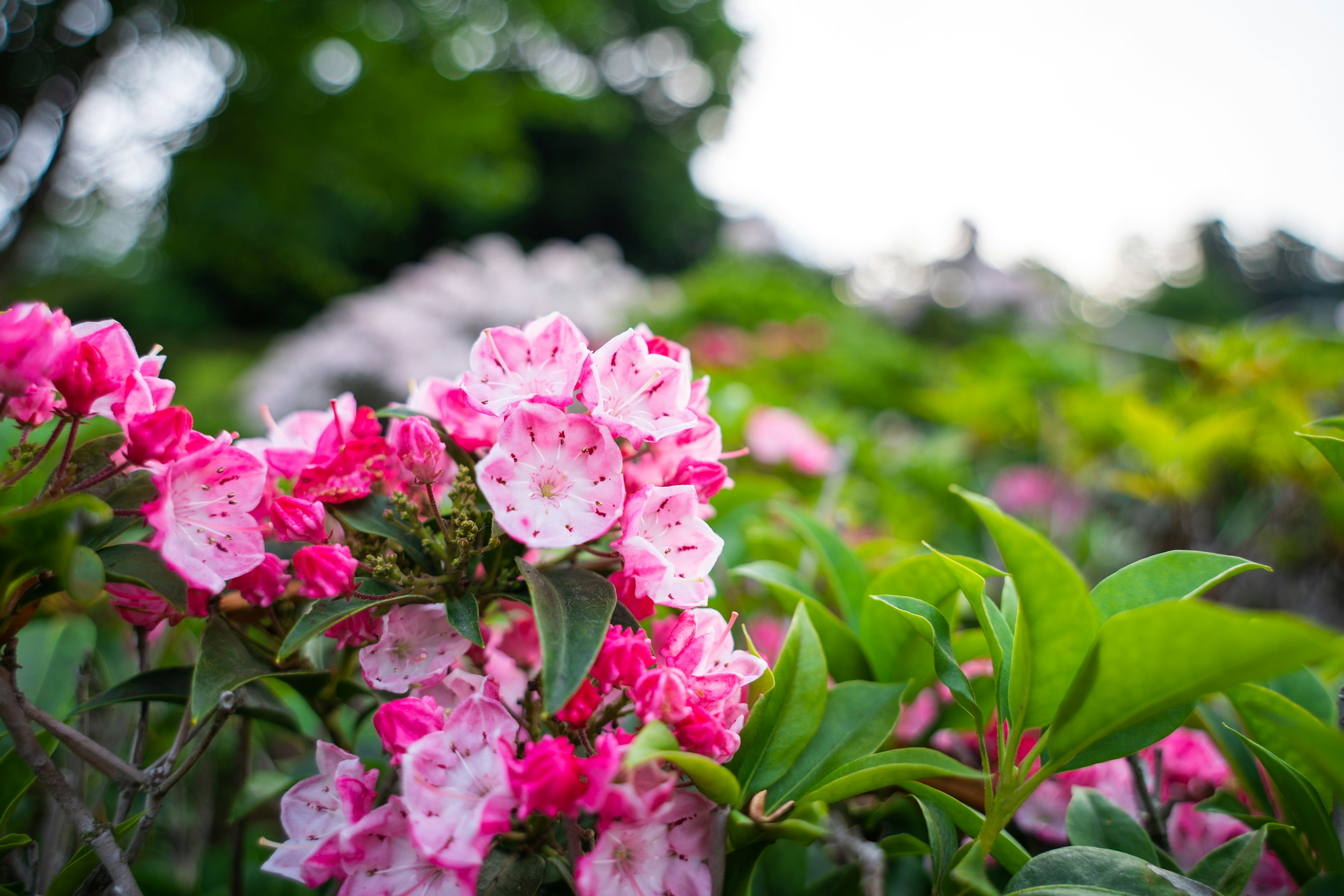 色とりどりの花が咲いている緑豊かな庭のクローズアップ