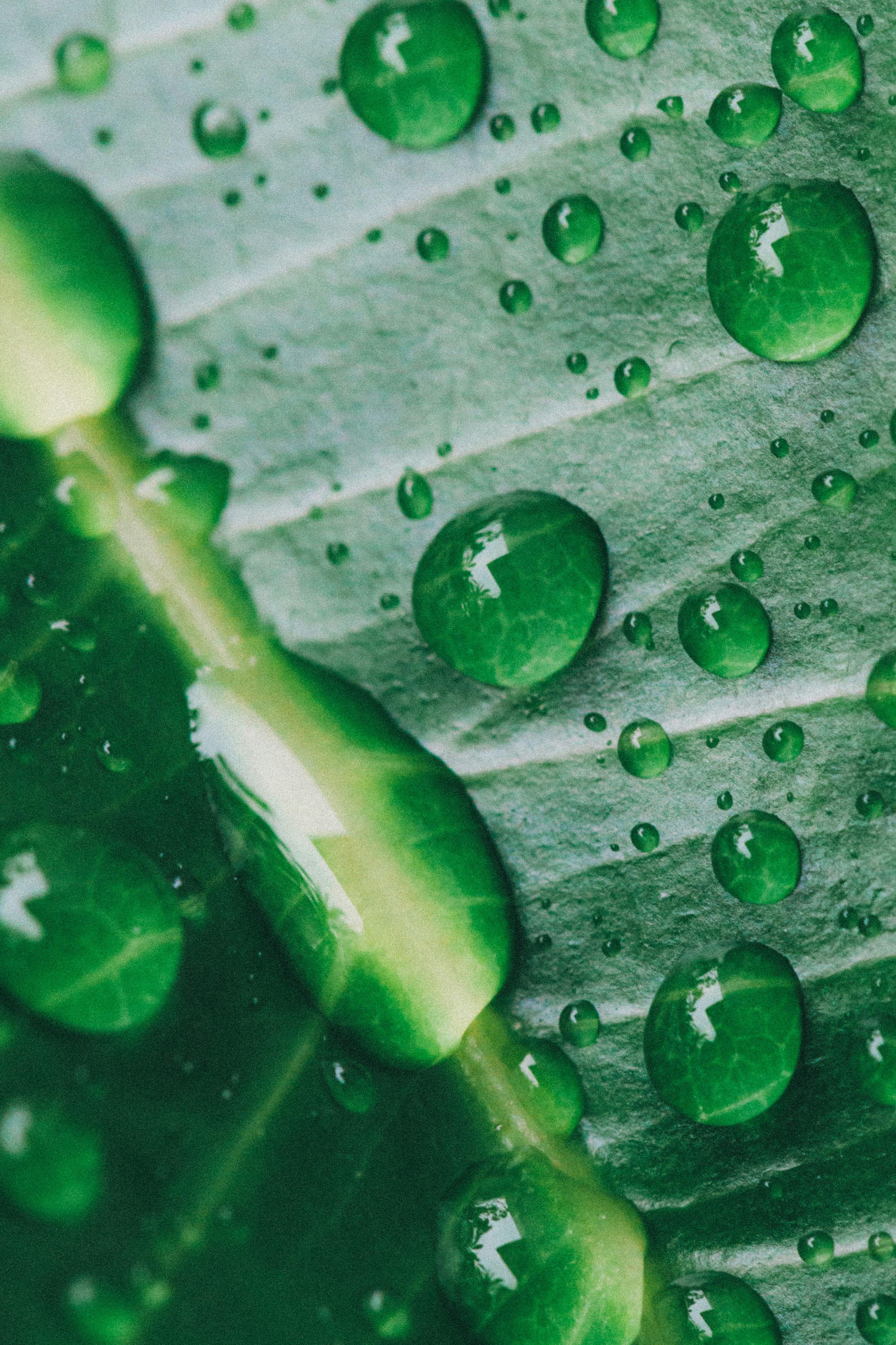 Foto in primo piano di una foglia verde con gocce d'acqua