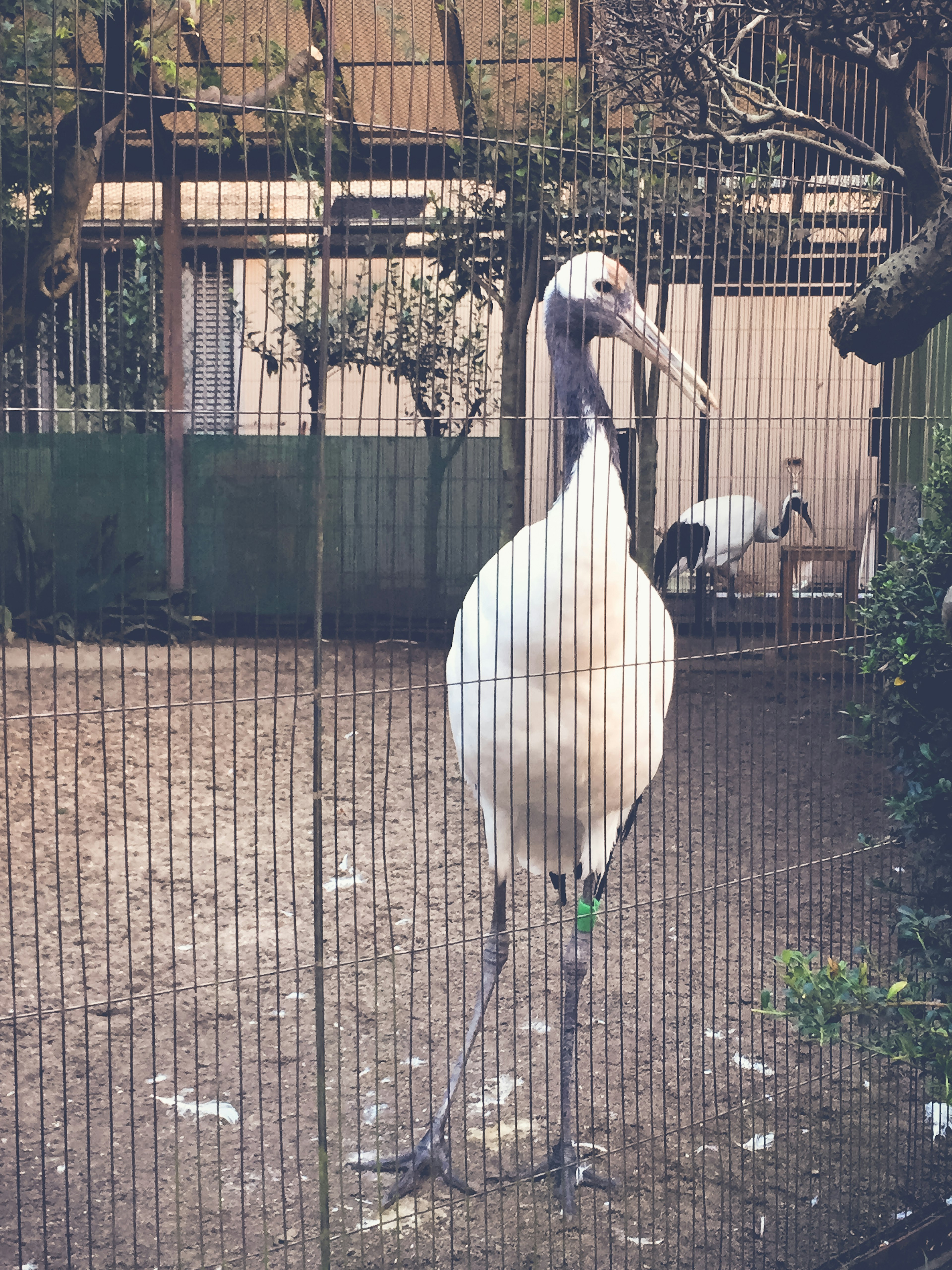 A white crane standing in front of a fence with green plants and other birds in the background