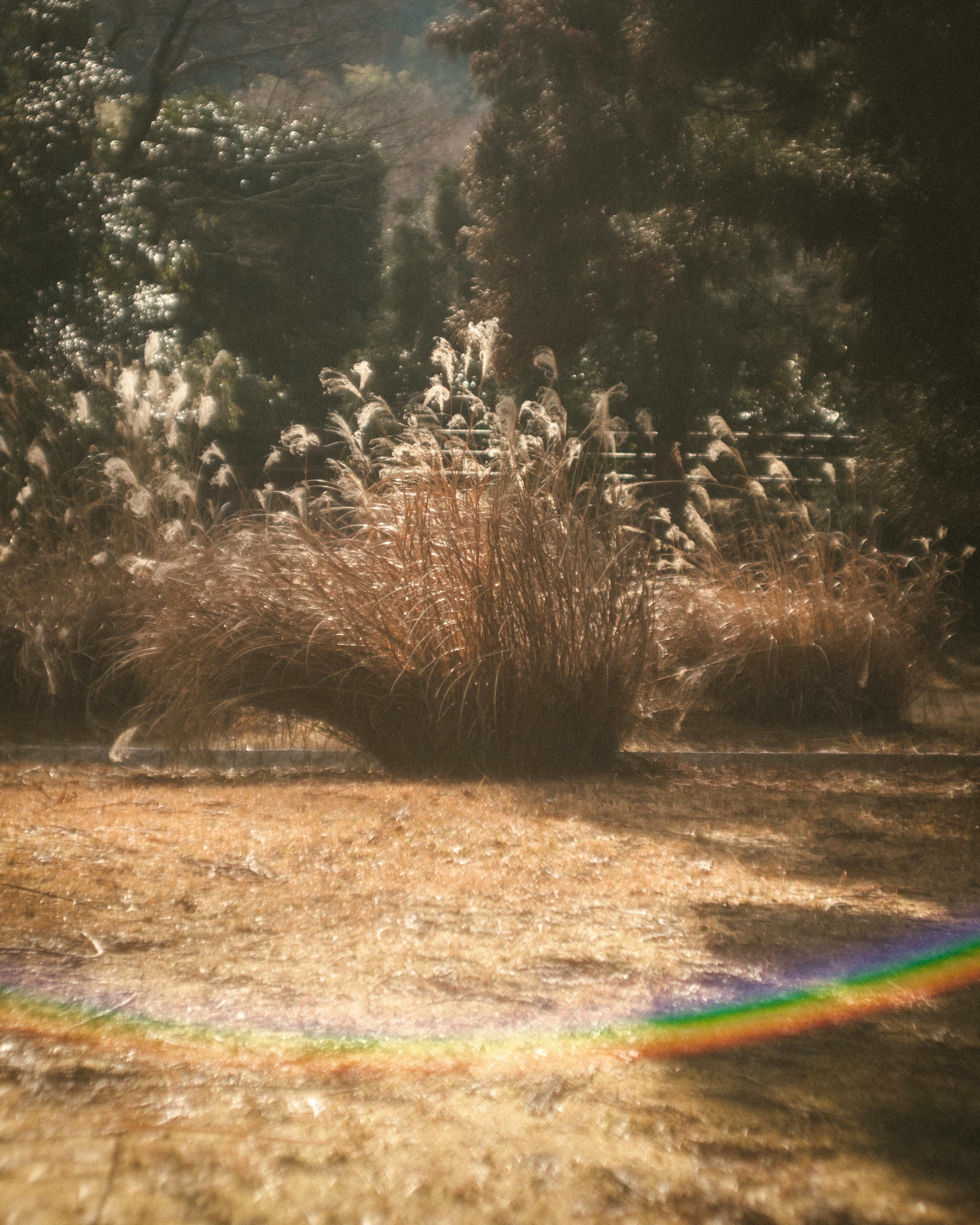 A sunlit meadow featuring a large clump of dry grass and a rainbow arc