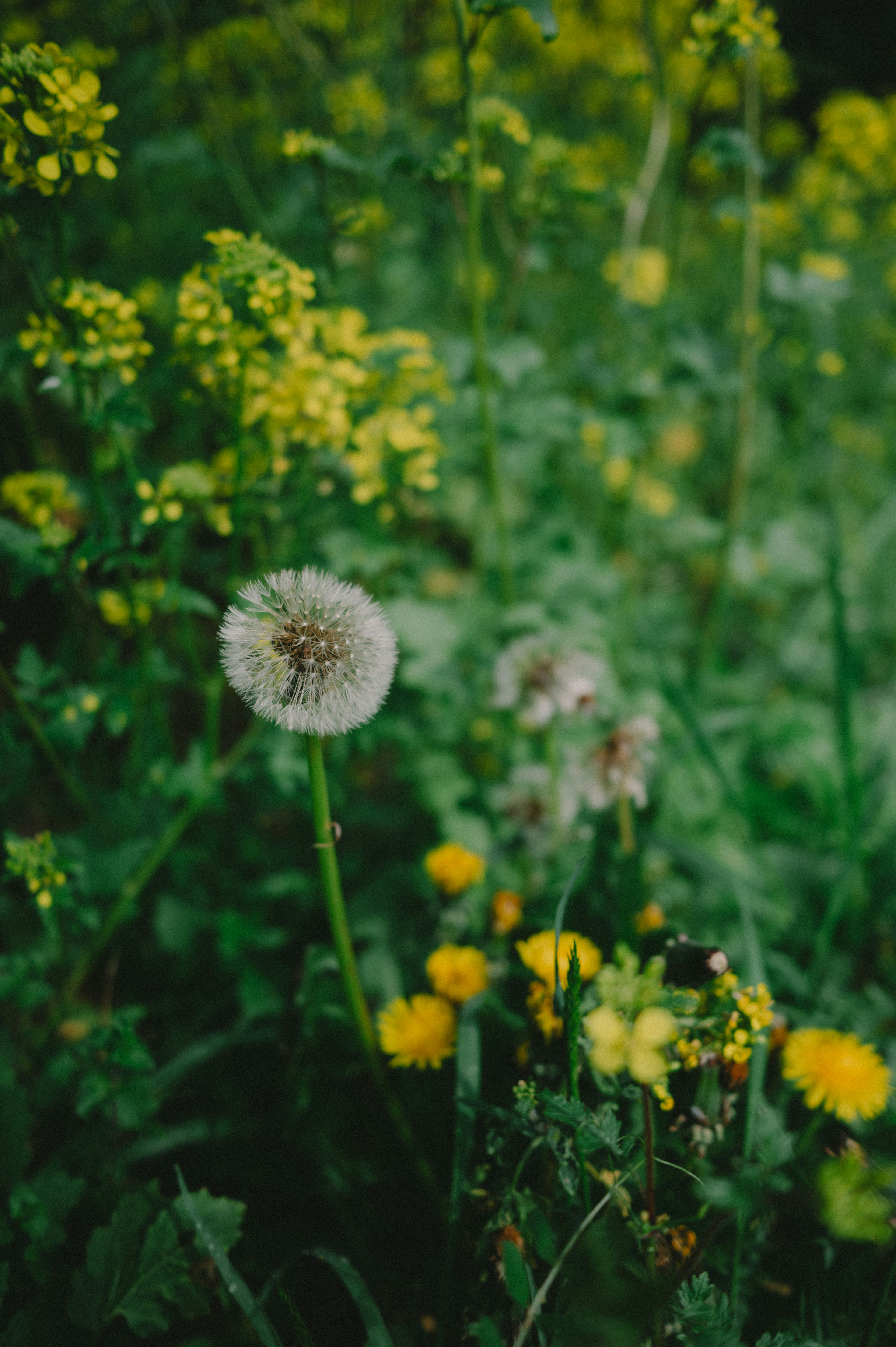 Un paisaje con un diente de león blanco y flores amarillas sobre un fondo verde