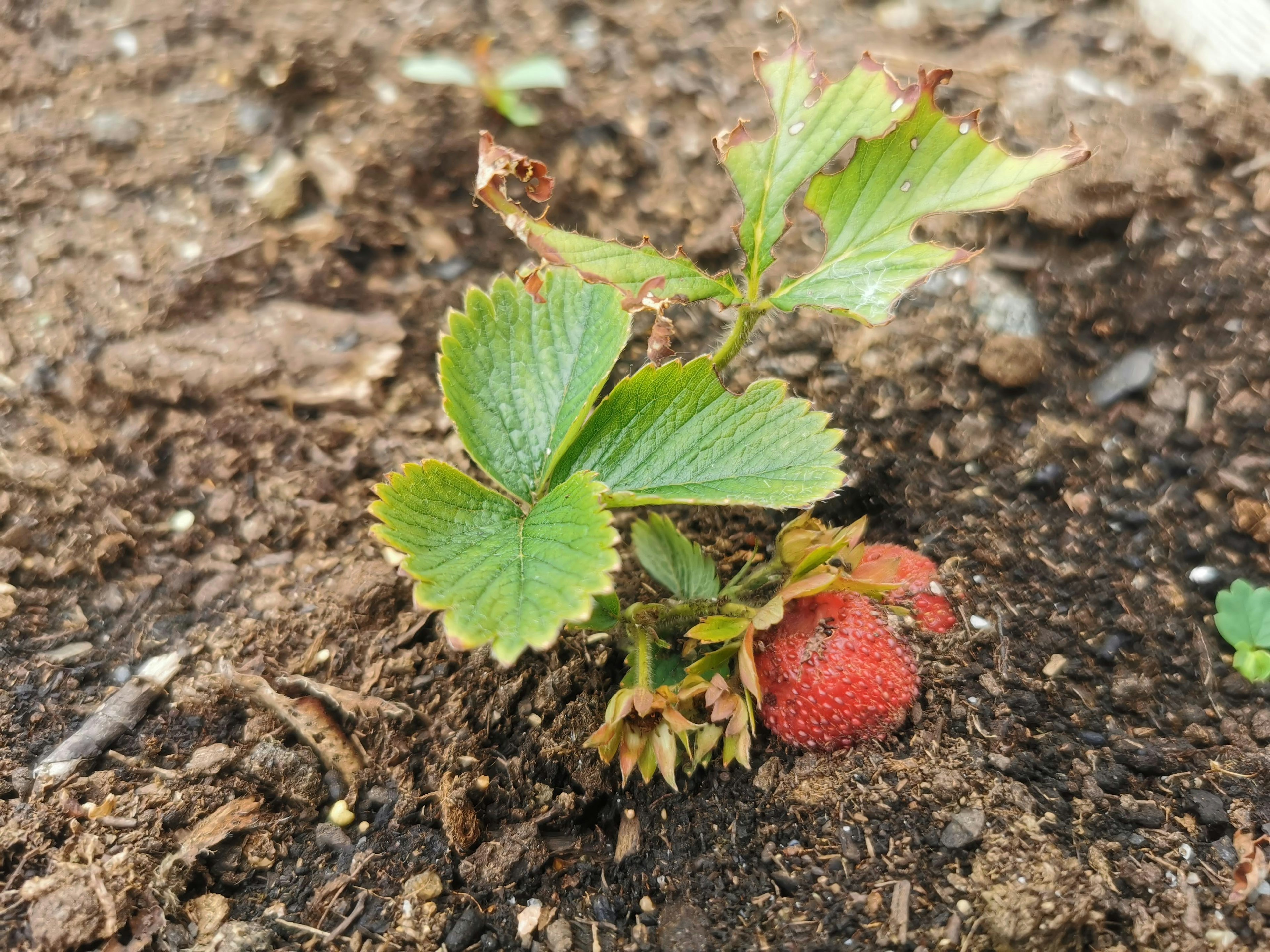 Pequeña planta de fresa creciendo en el suelo con hojas verdes y fresas rojas visibles