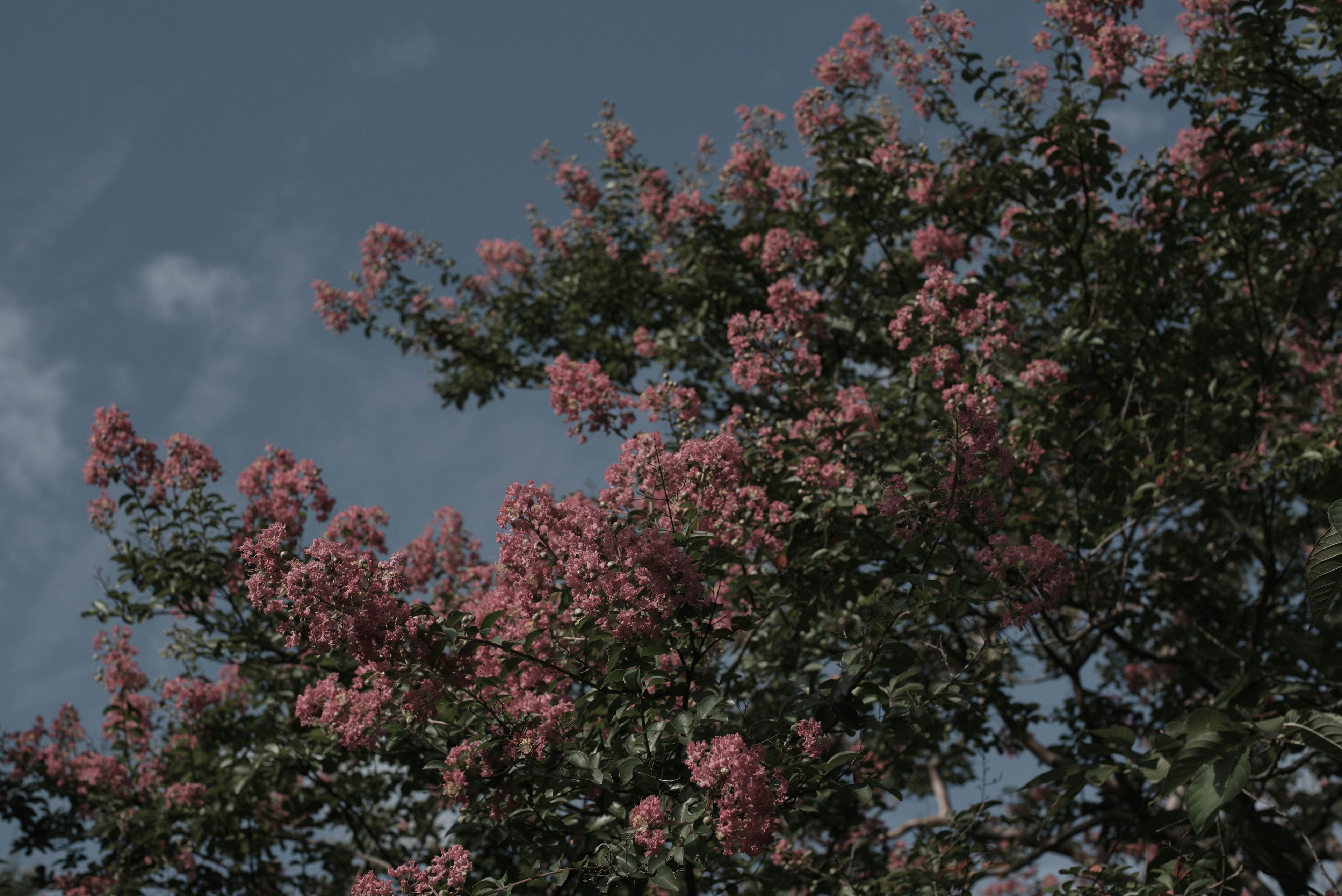 Branches of a flowering tree with pink blossoms against a cloudy sky