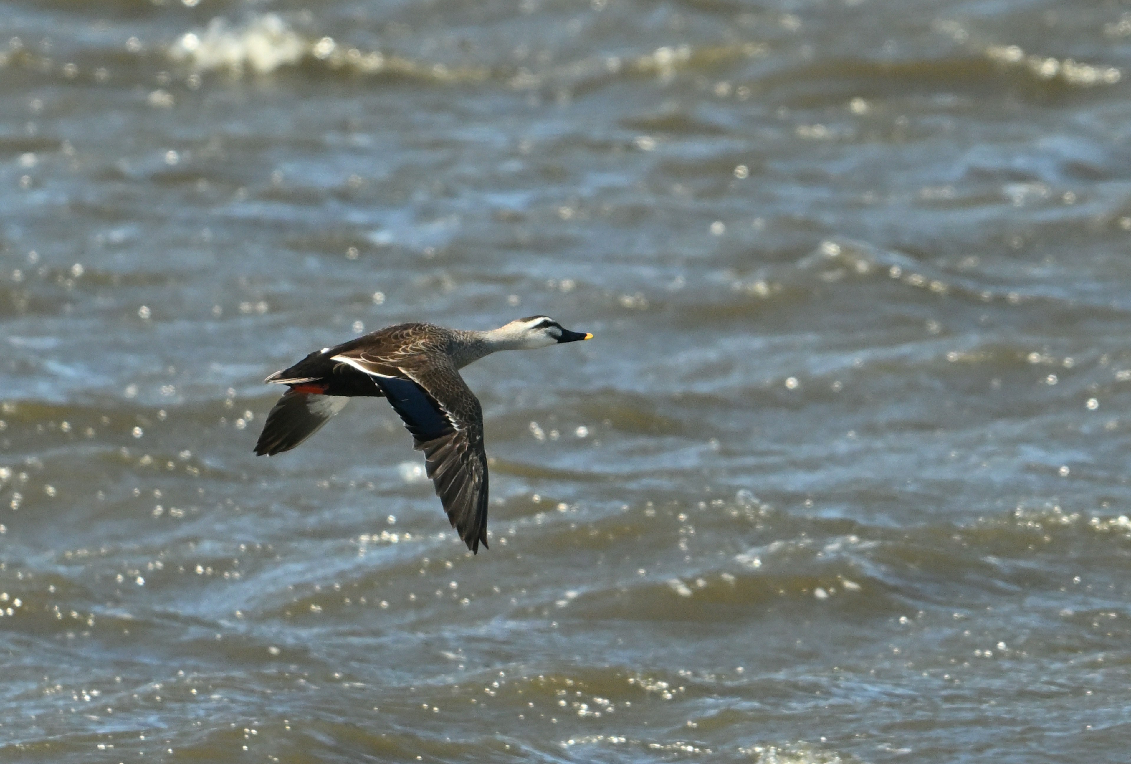 Oiseau sauvage volant au-dessus de la surface de l'eau