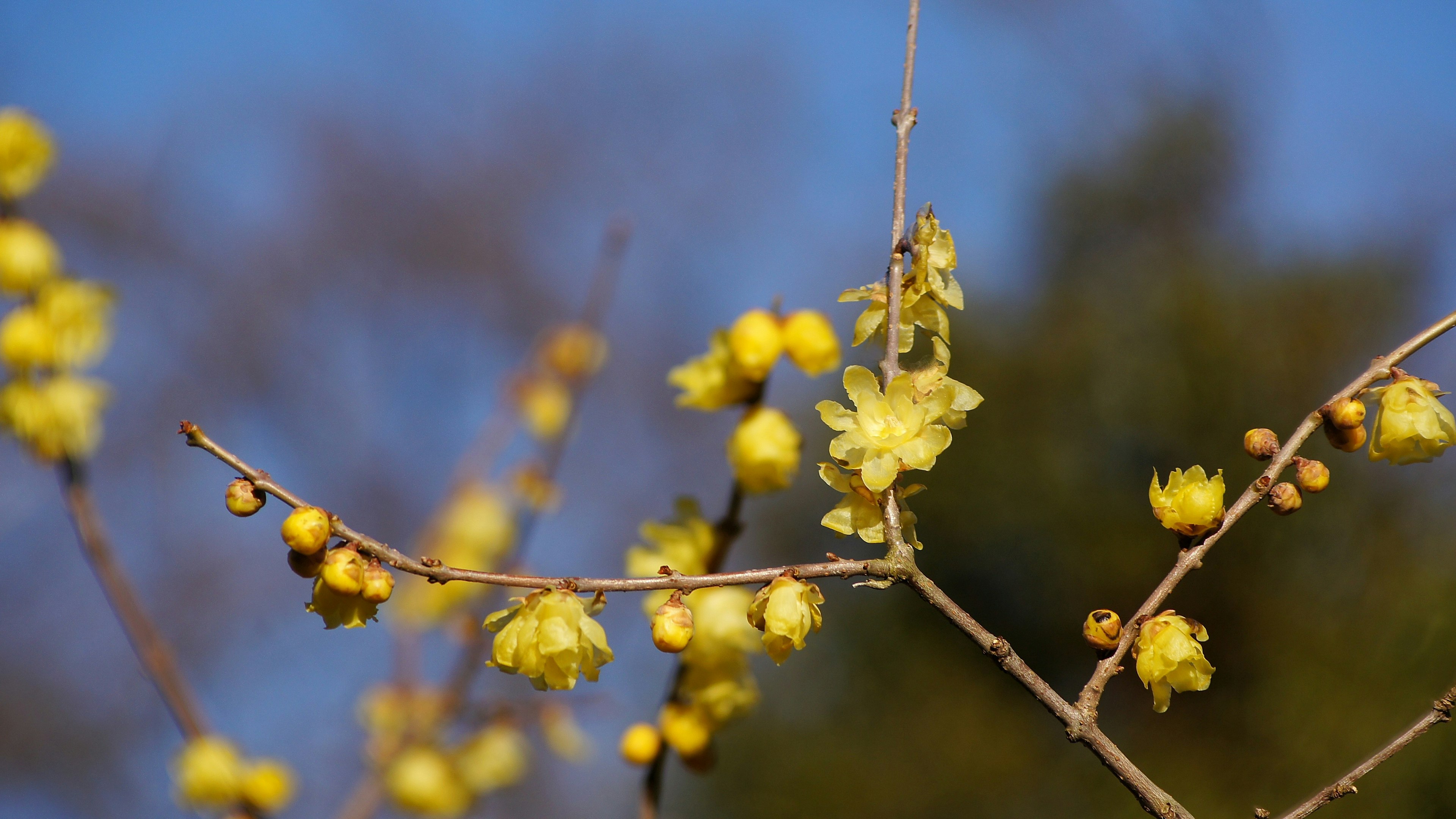 Nahaufnahme eines Zweigs mit gelben Blumen