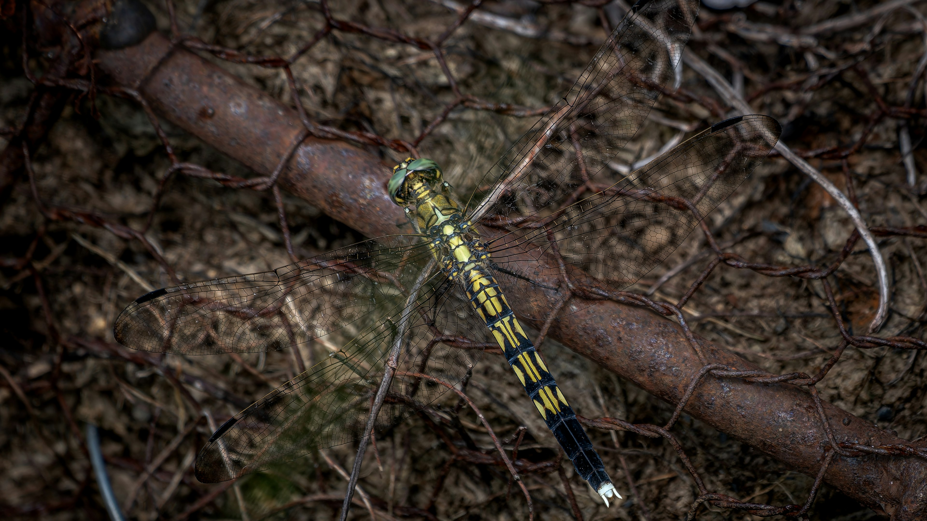 Colorful caterpillar resting on an old metal rod on the ground