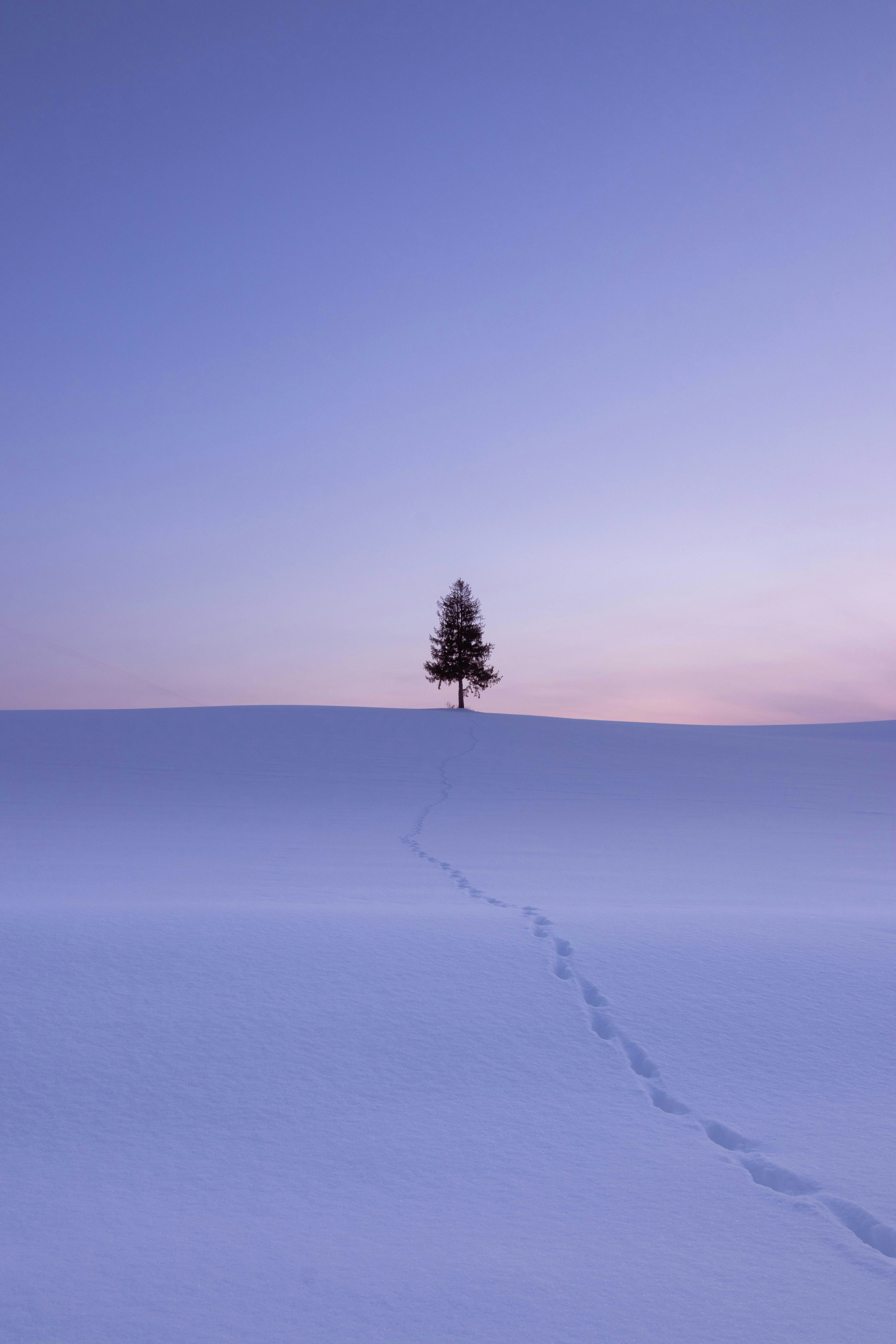 一棵孤独的树在雪覆盖的小山上，脚印通向它