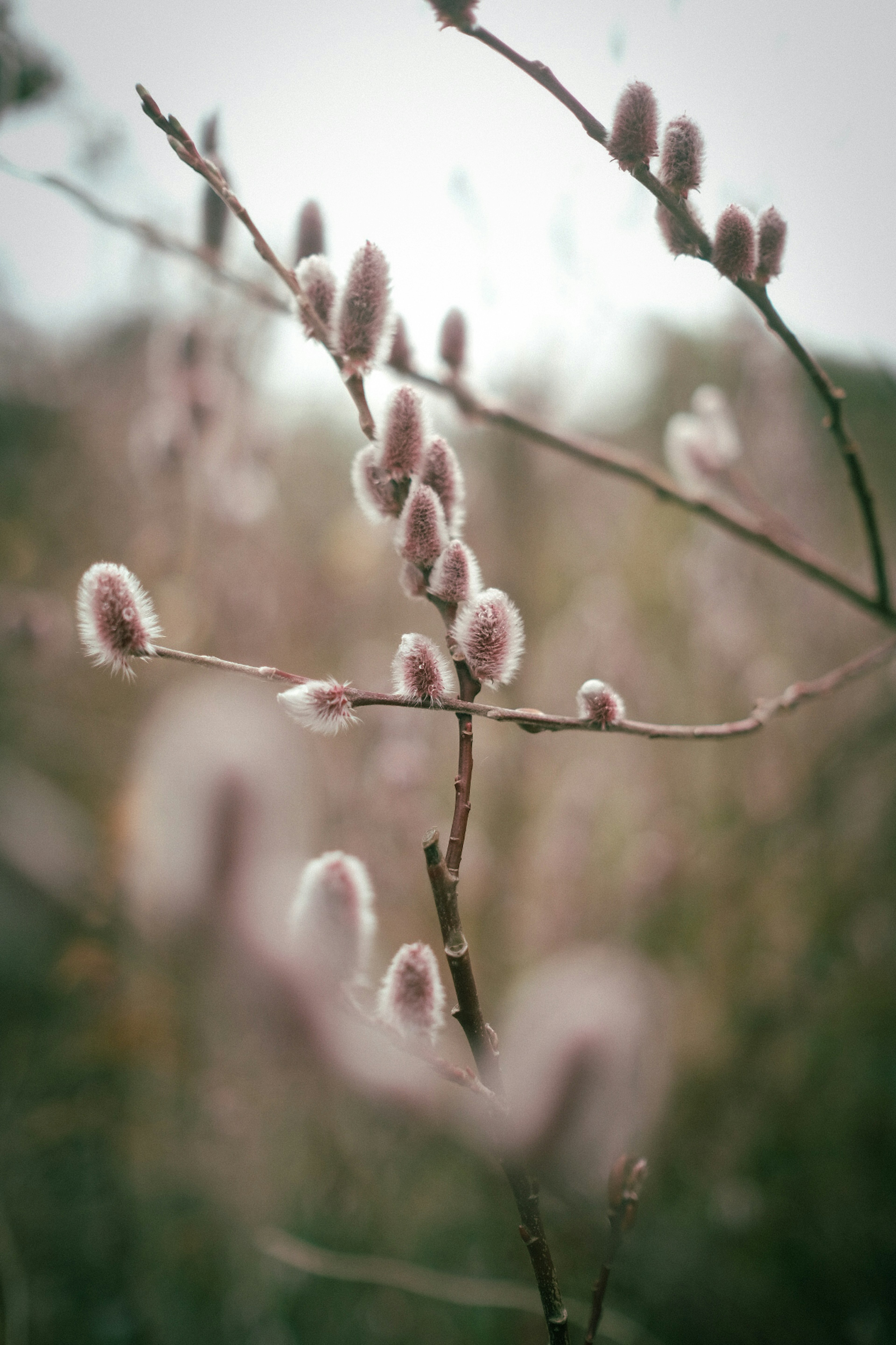 柔らかい毛が生えた植物の枝が背景にぼやけた緑の風景の中にある