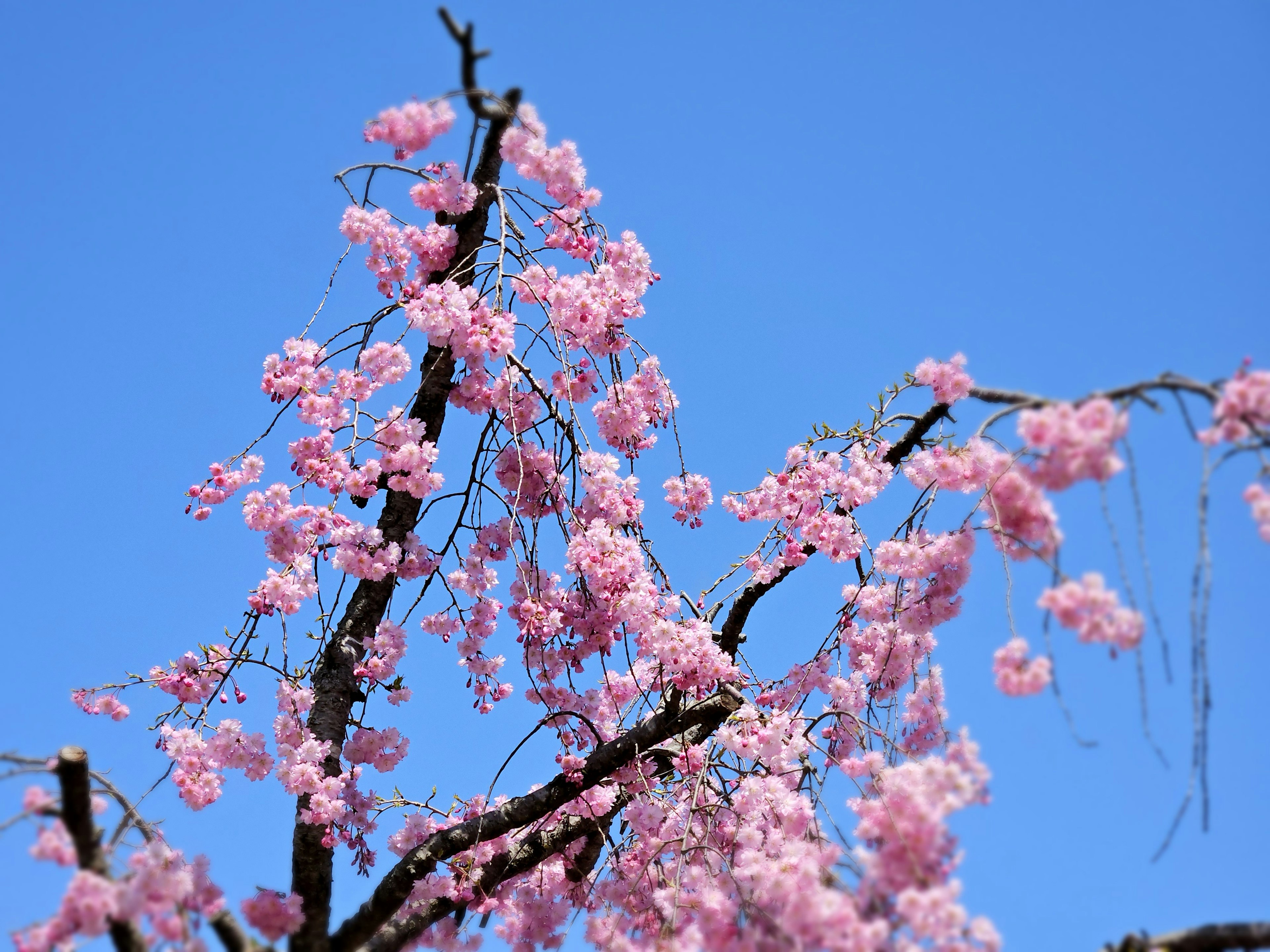 Rami di fiori di ciliegio rosa in piena fioritura contro un cielo blu chiaro