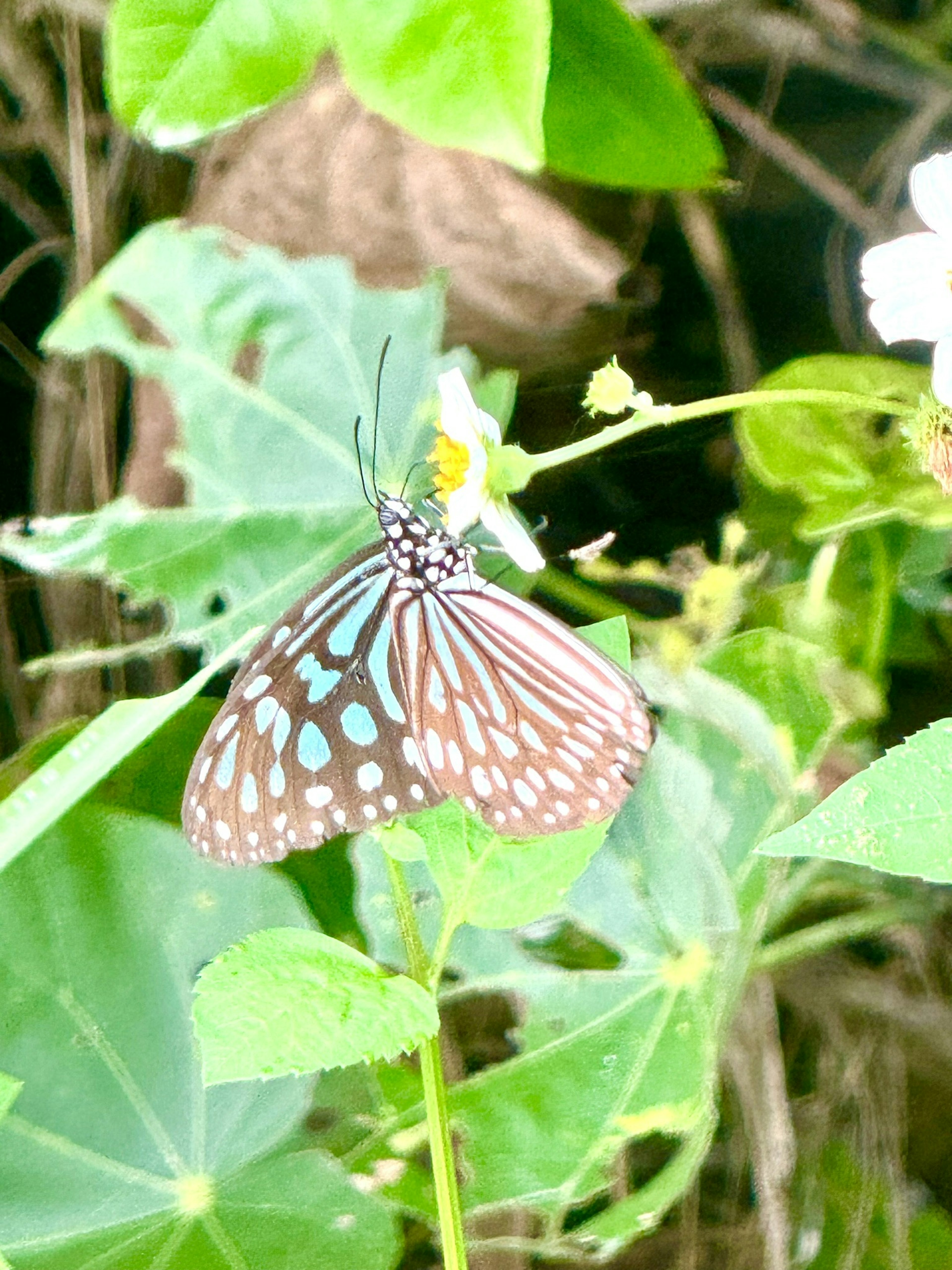 Brauner Schmetterling mit blauen Punkten, der auf einer Blume sitzt