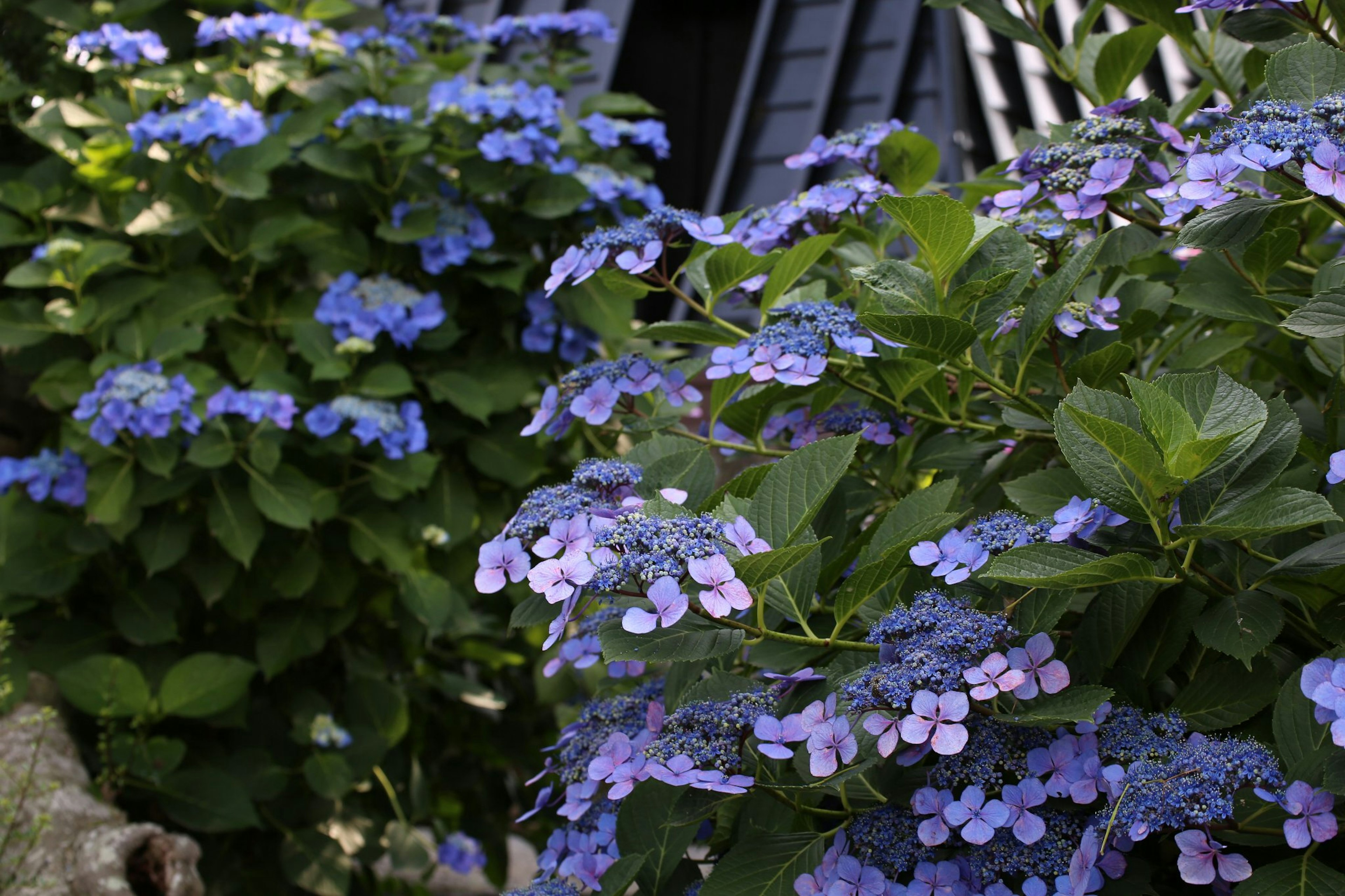 青紫色の花が咲く植物のクローズアップ 背景に木製の構造物