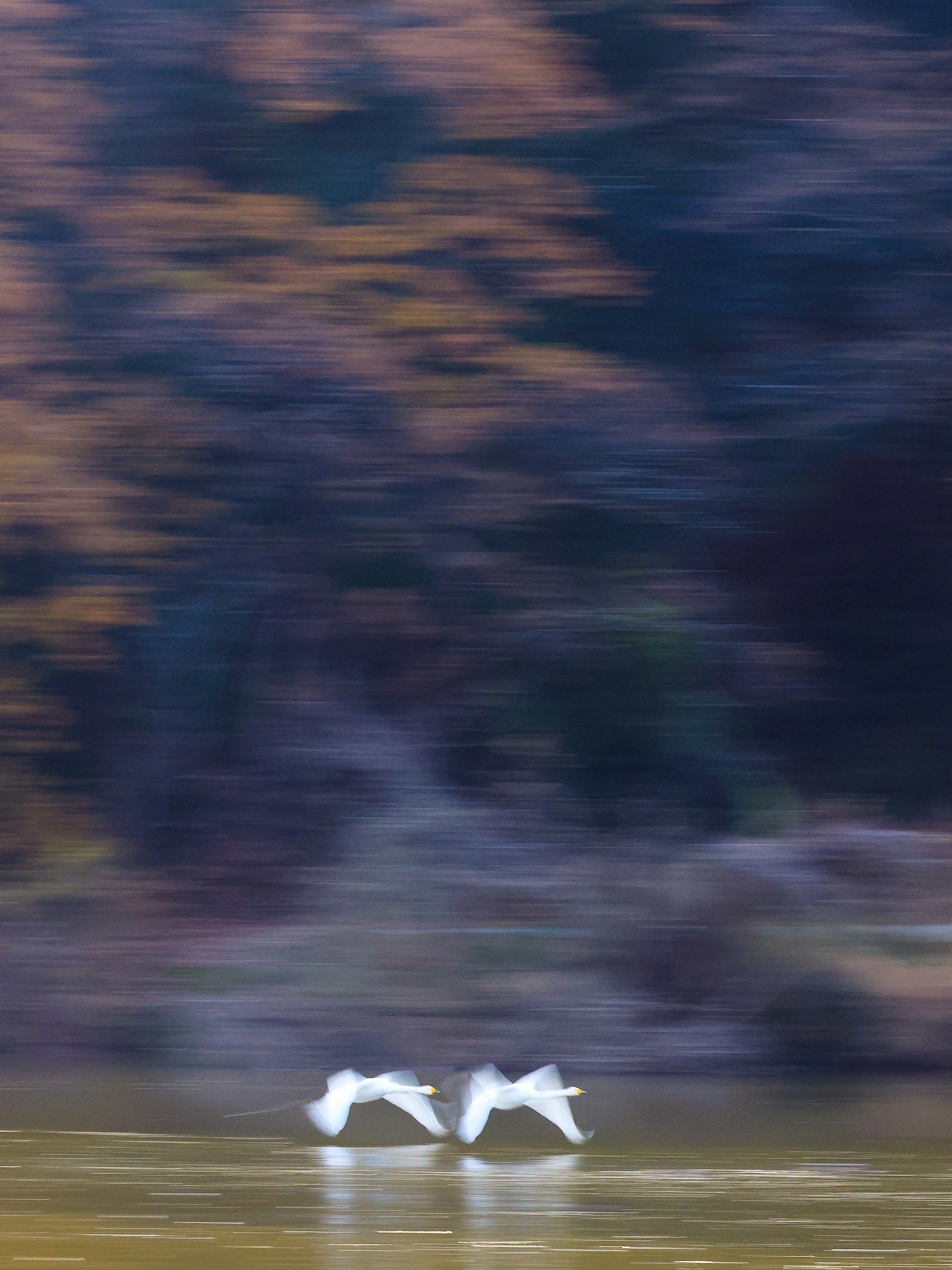 Two white birds flying over a shimmering water surface