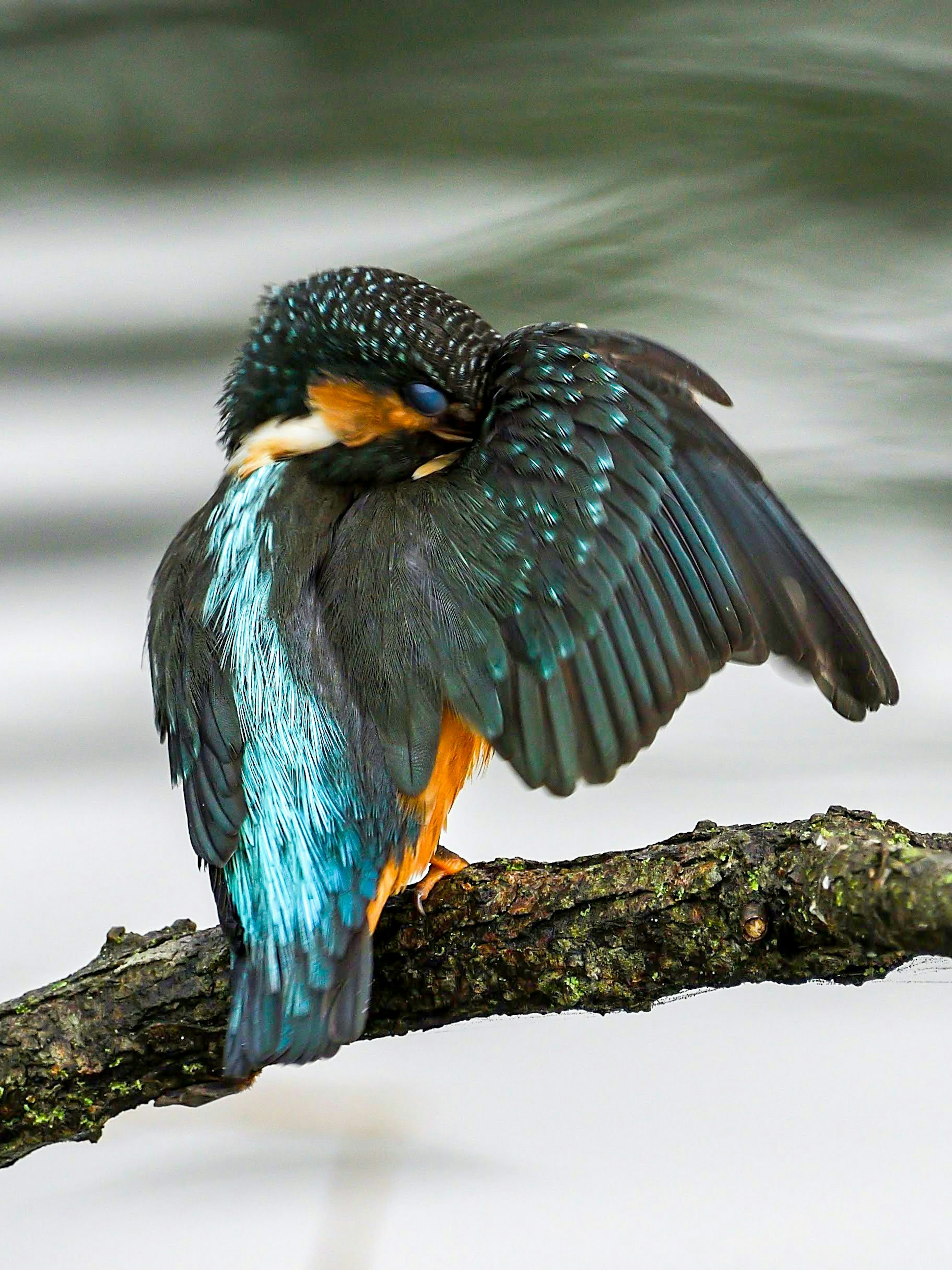 Seekor kingfisher yang indah dengan bulu berwarna cerah bertengger di atas cabang