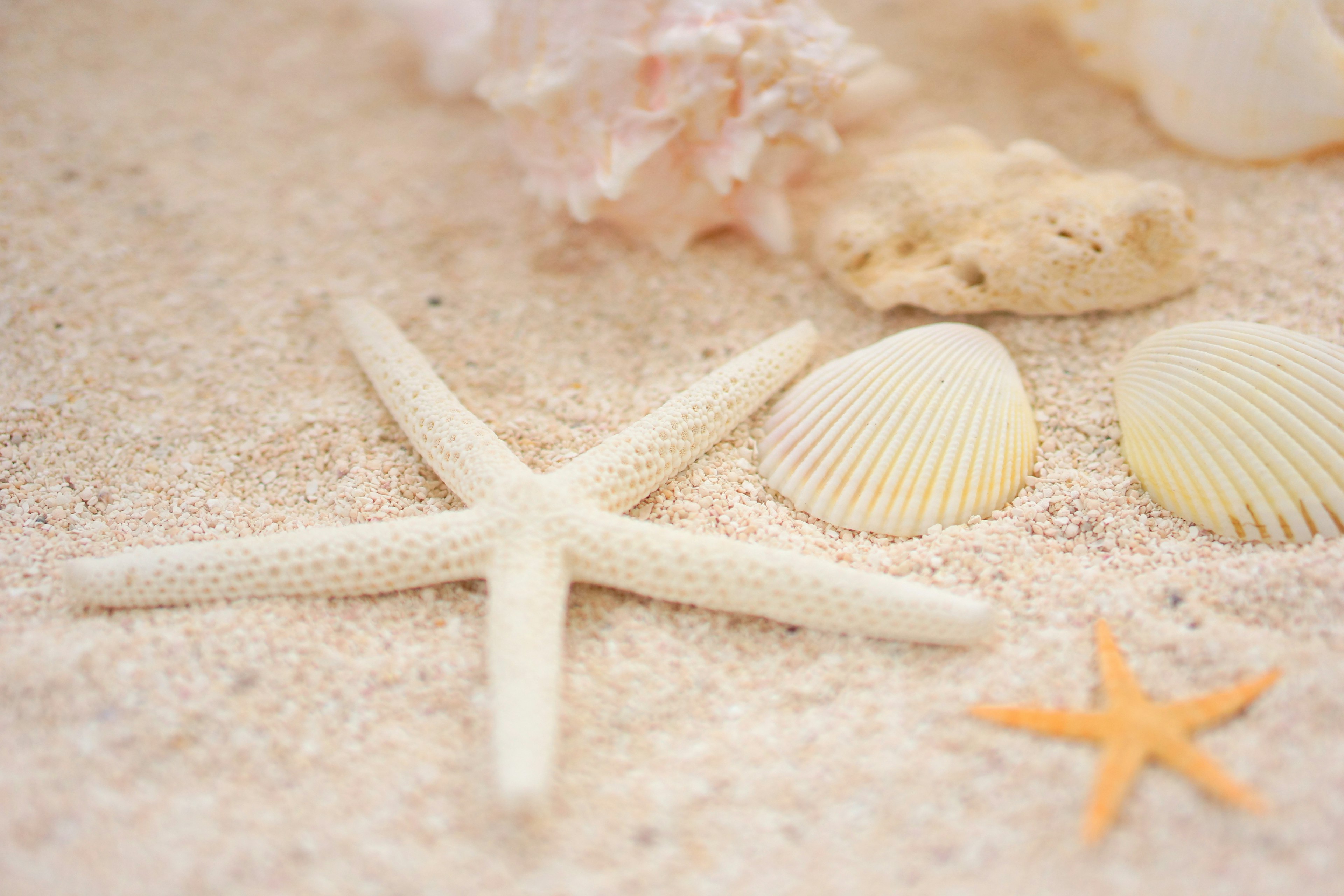 A collection of white starfish and seashells on the sand