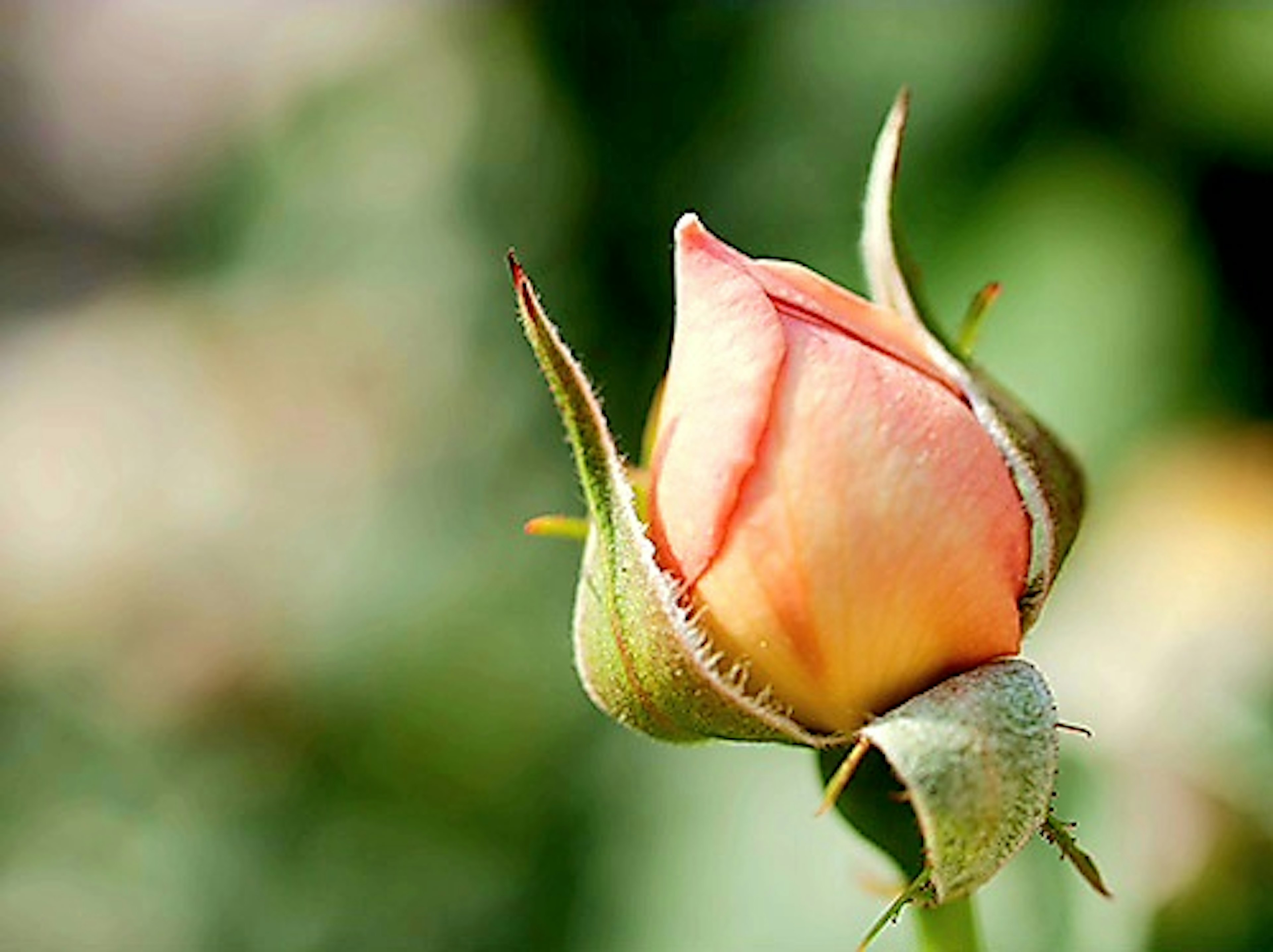 Un bellissimo bocciolo di rosa rosa si staglia su uno sfondo verde