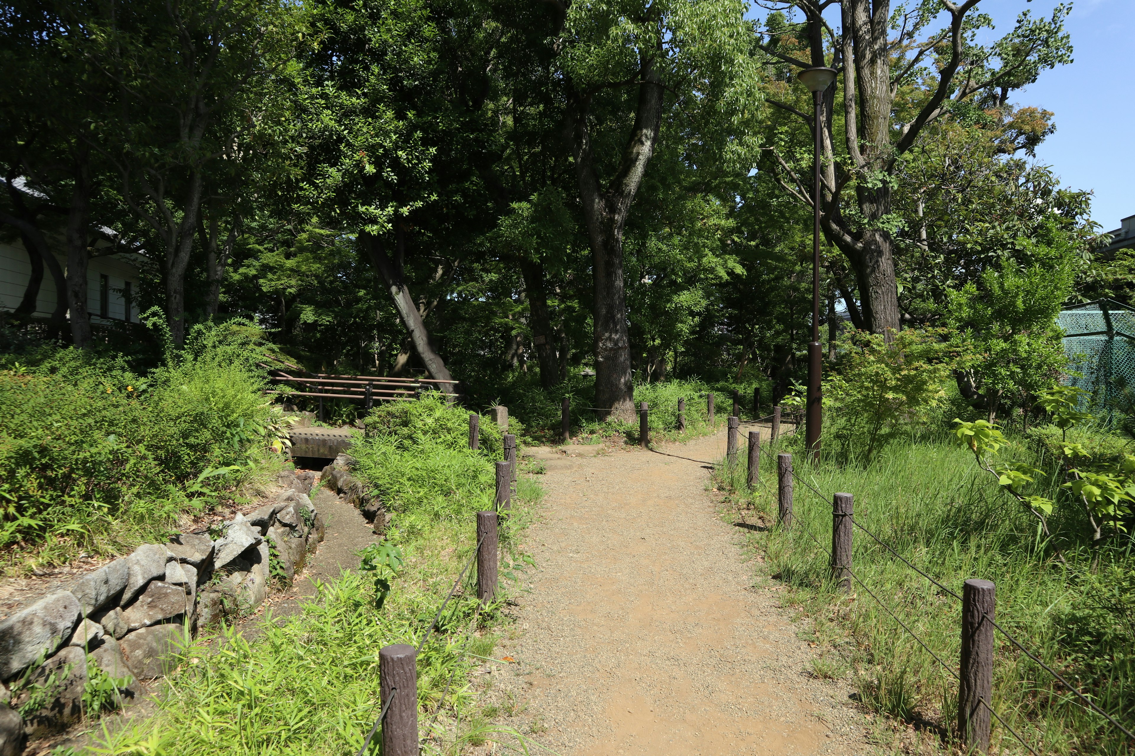 Serene pathway surrounded by lush greenery