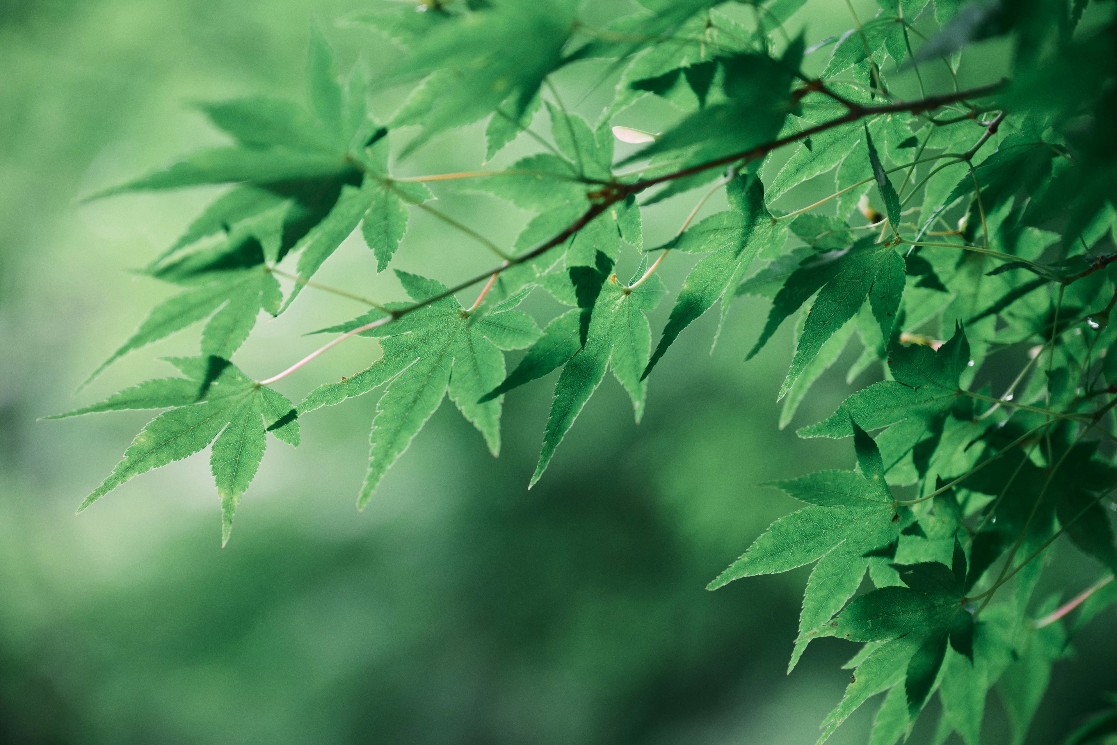 Close-up of a maple tree branch with vibrant green leaves