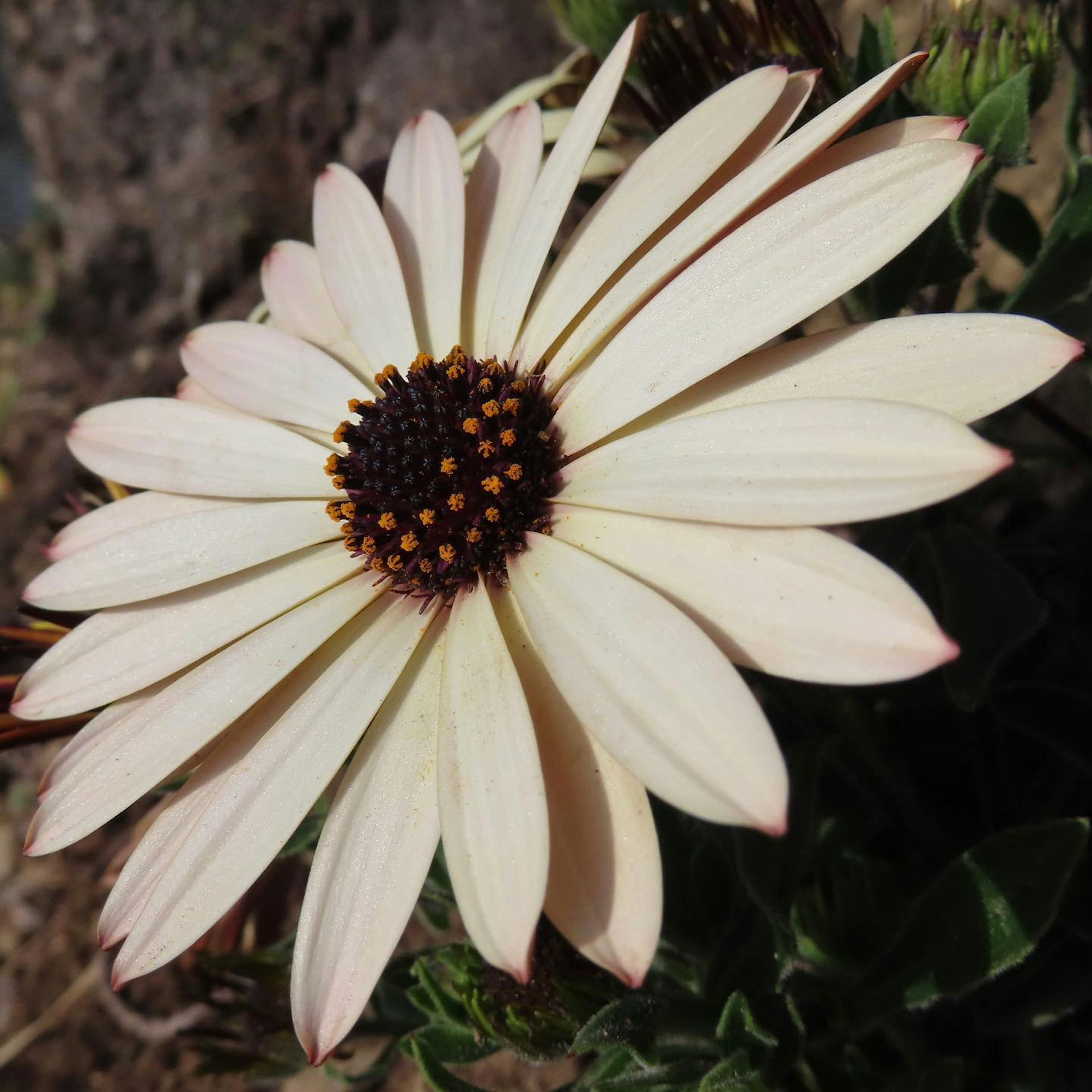 Schöne Blume mit weißen Blütenblättern und dunklem Zentrum