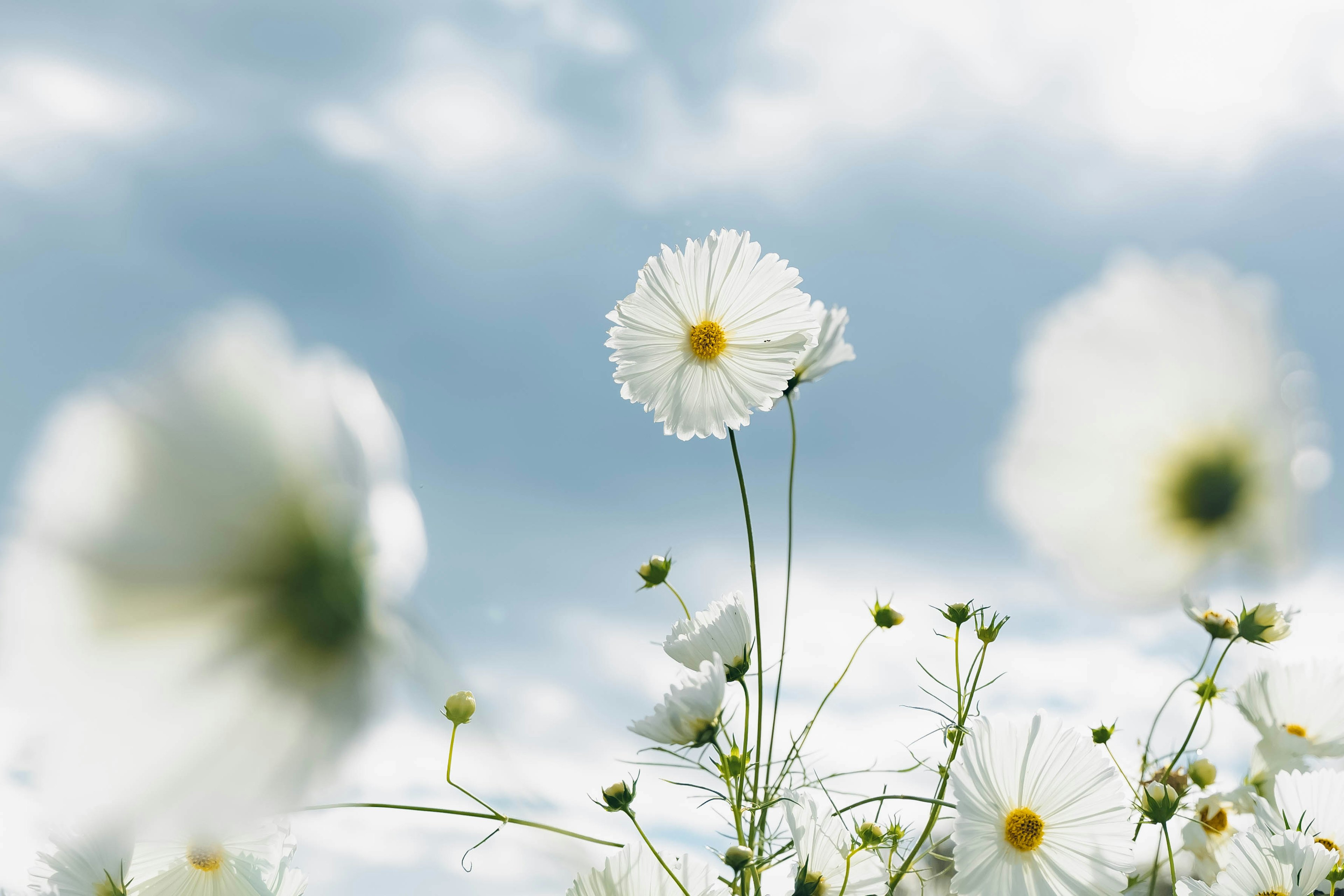 A cluster of white flowers against a blue sky