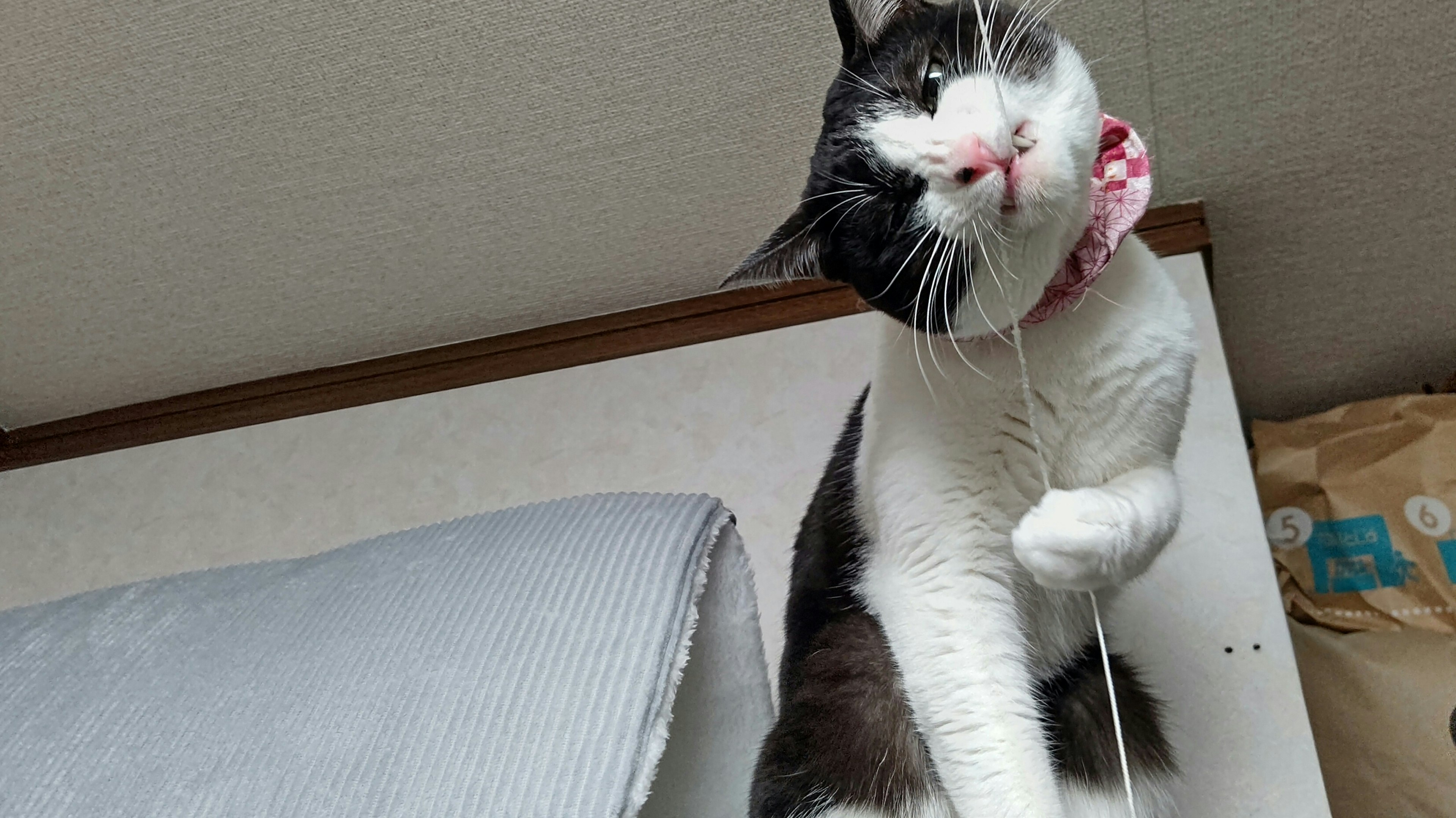 Kucing hitam putih mengenakan bandana merah muda