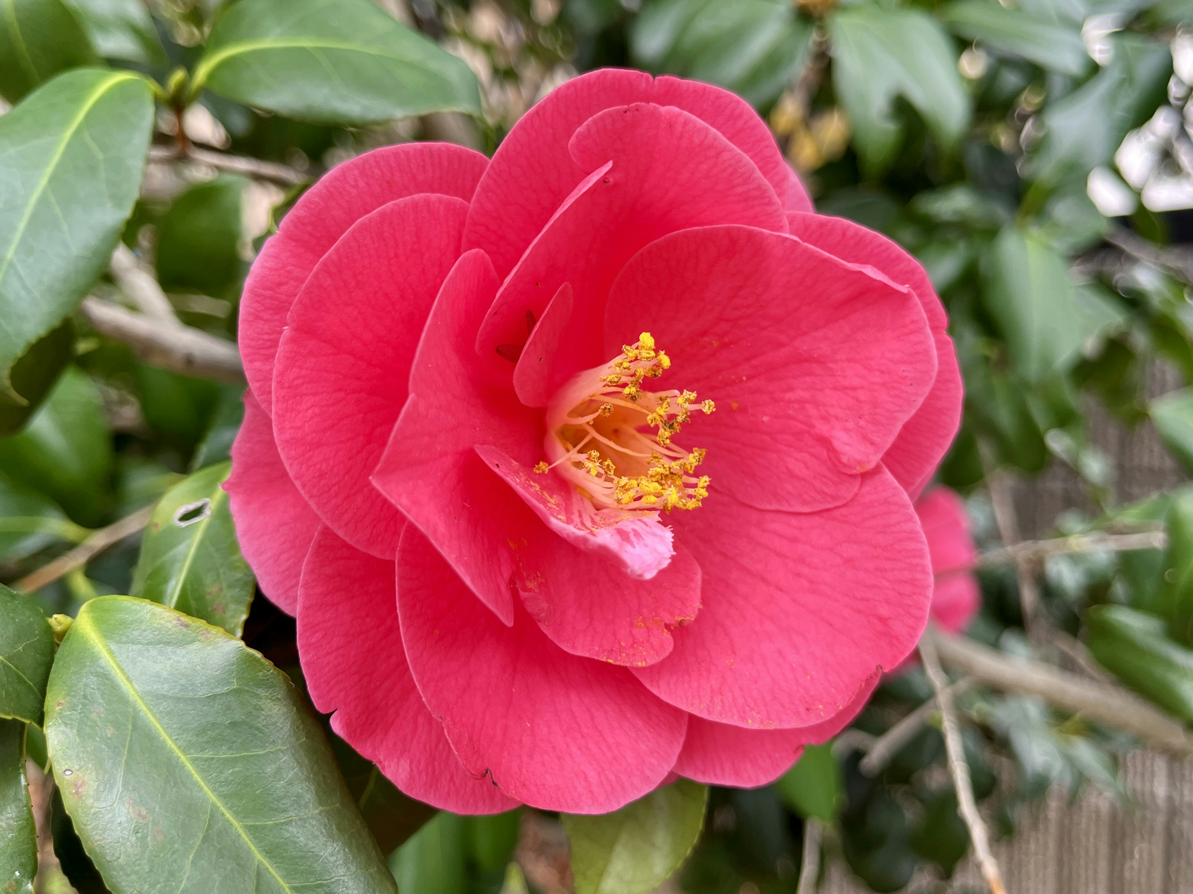 Pink camellia flower blooming among green leaves