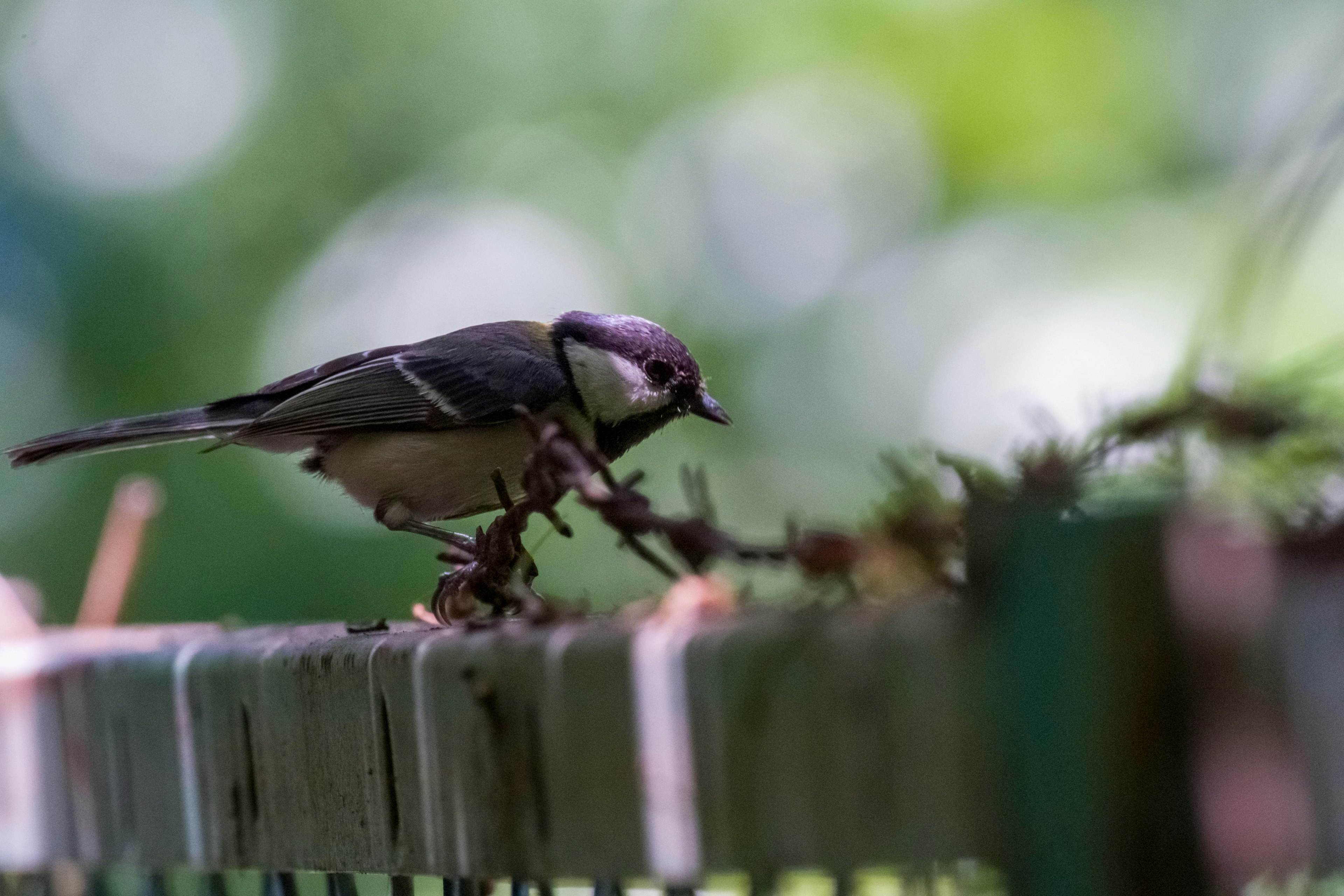 Seekor burung kecil berjalan di atas pagar