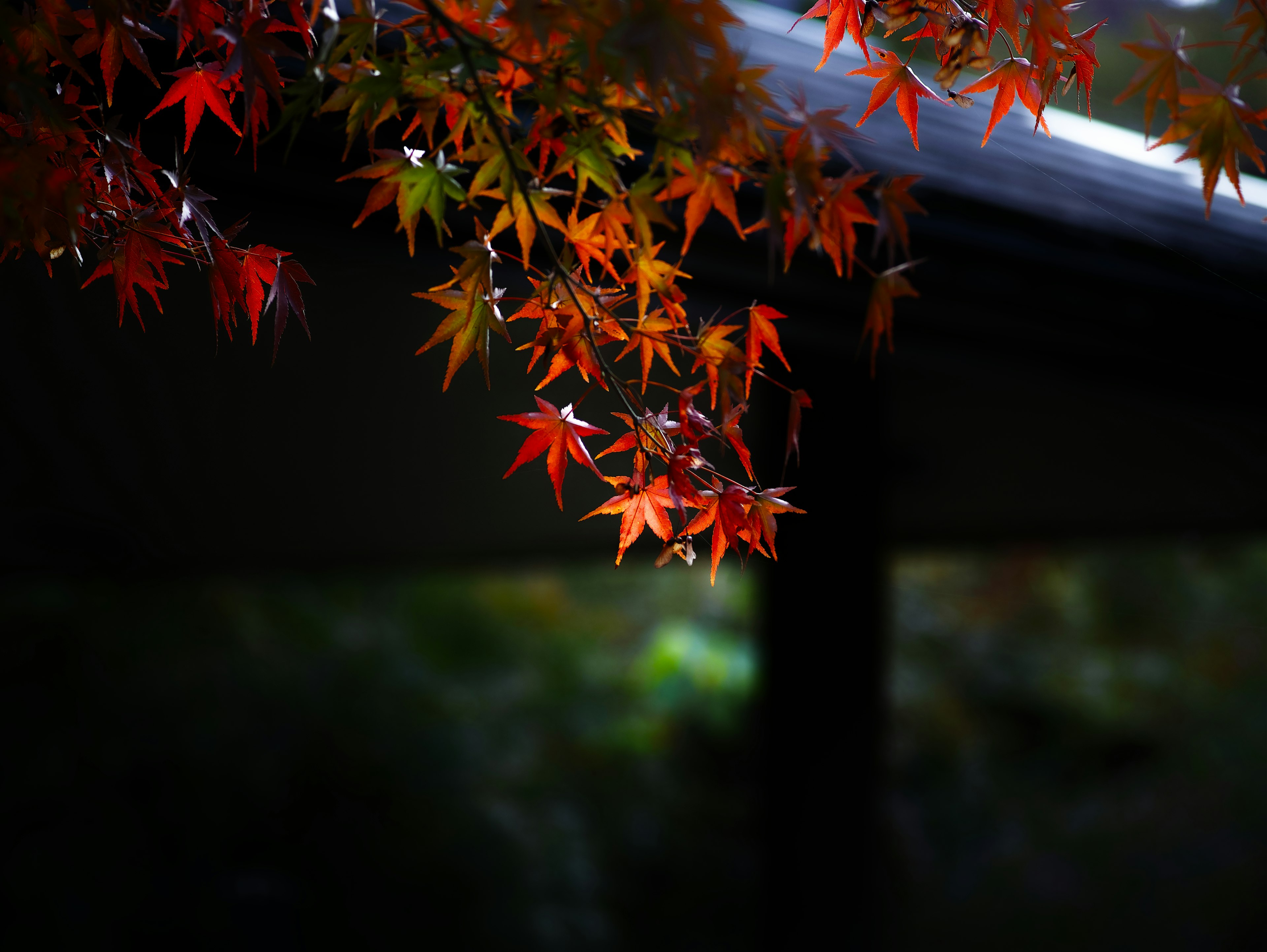 鮮やかな紅葉の葉が暗い背景に浮かび上がる