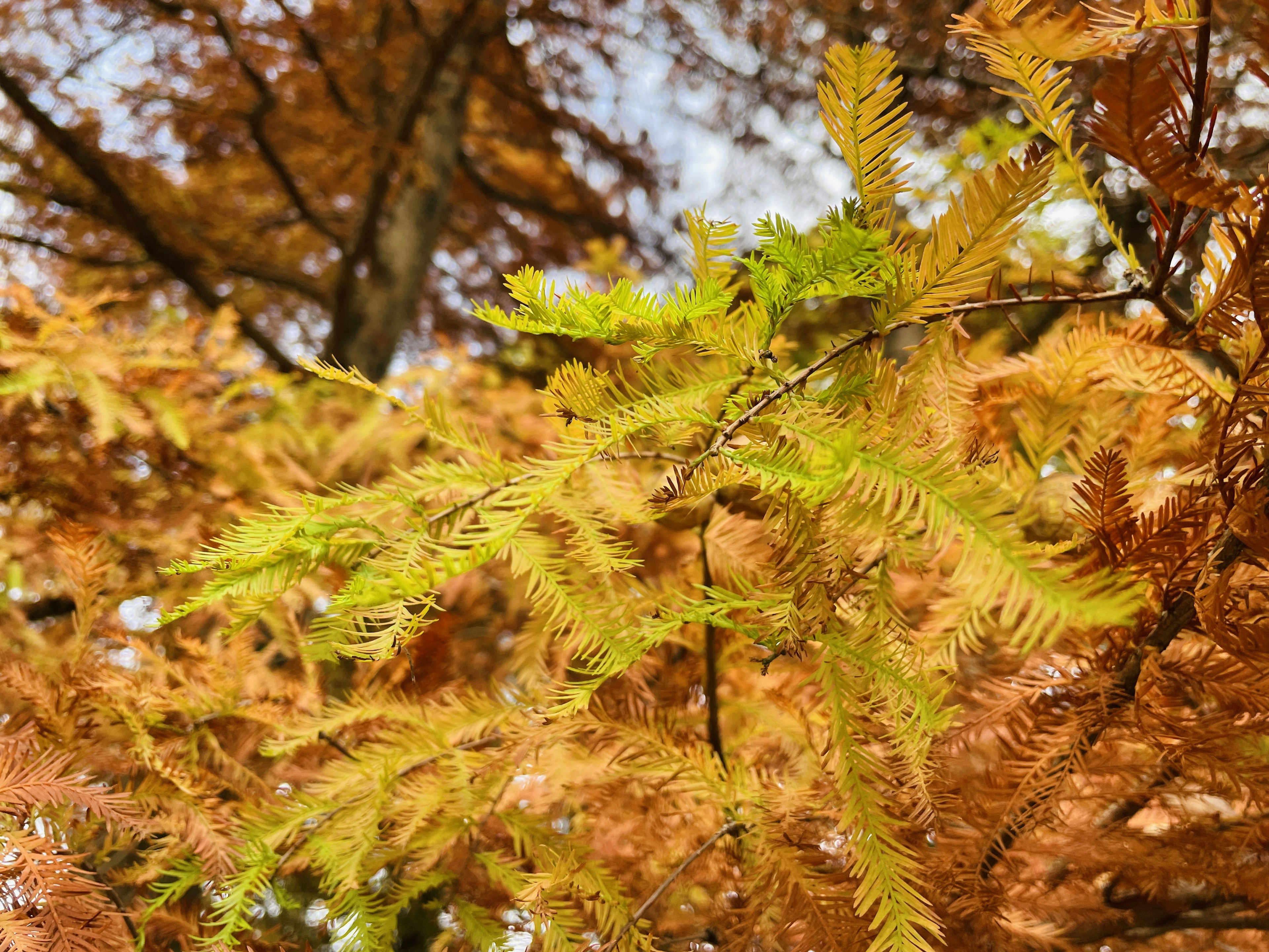 Äste mit herbstlich gefärbten Blättern und leuchtend grünen neuen Trieben