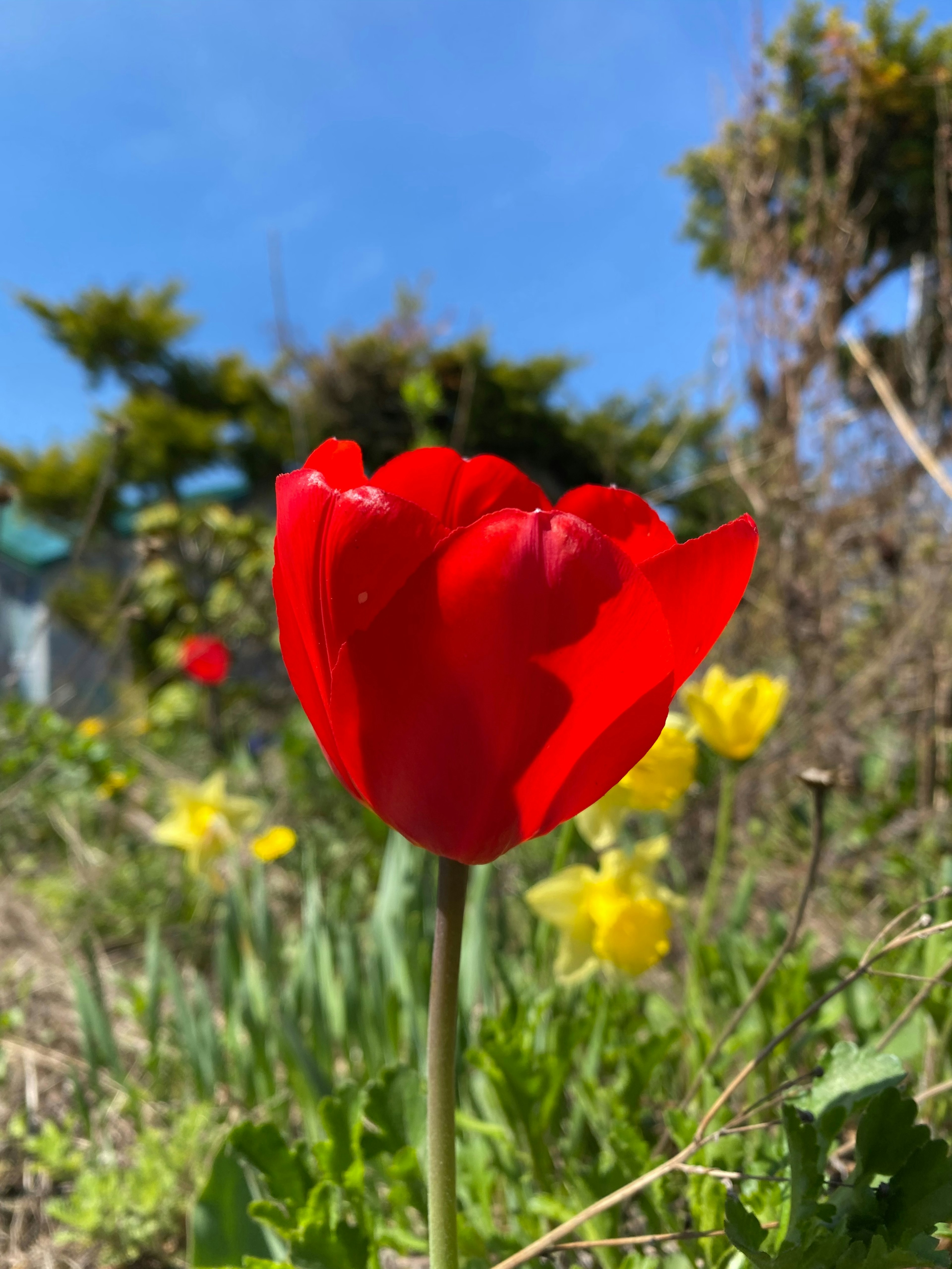 Sebuah tulip merah cerah mekar di taman penuh bunga kuning