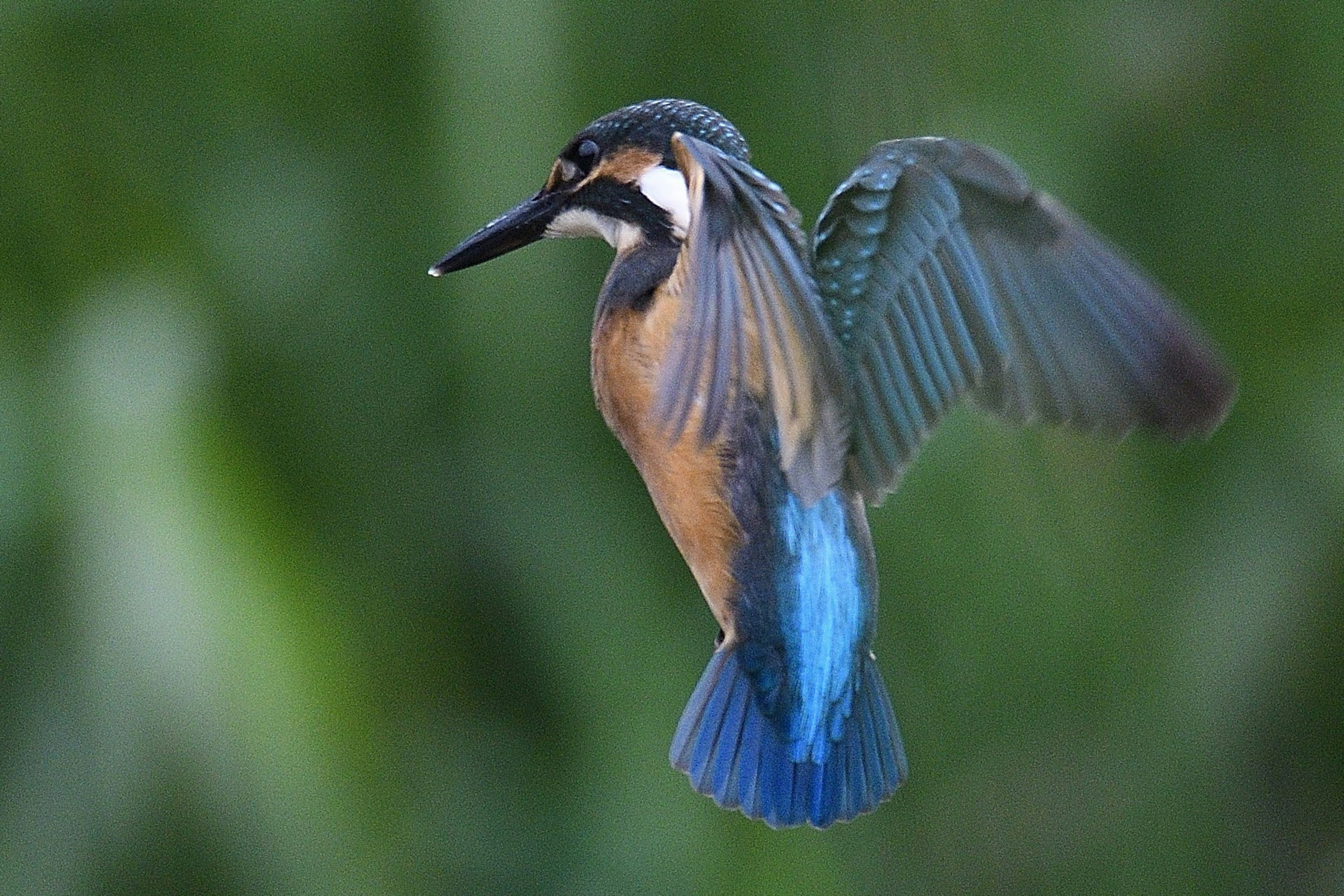 Ein Eisvogel im Flug mit lebhaftem blauen und braunen Gefieder